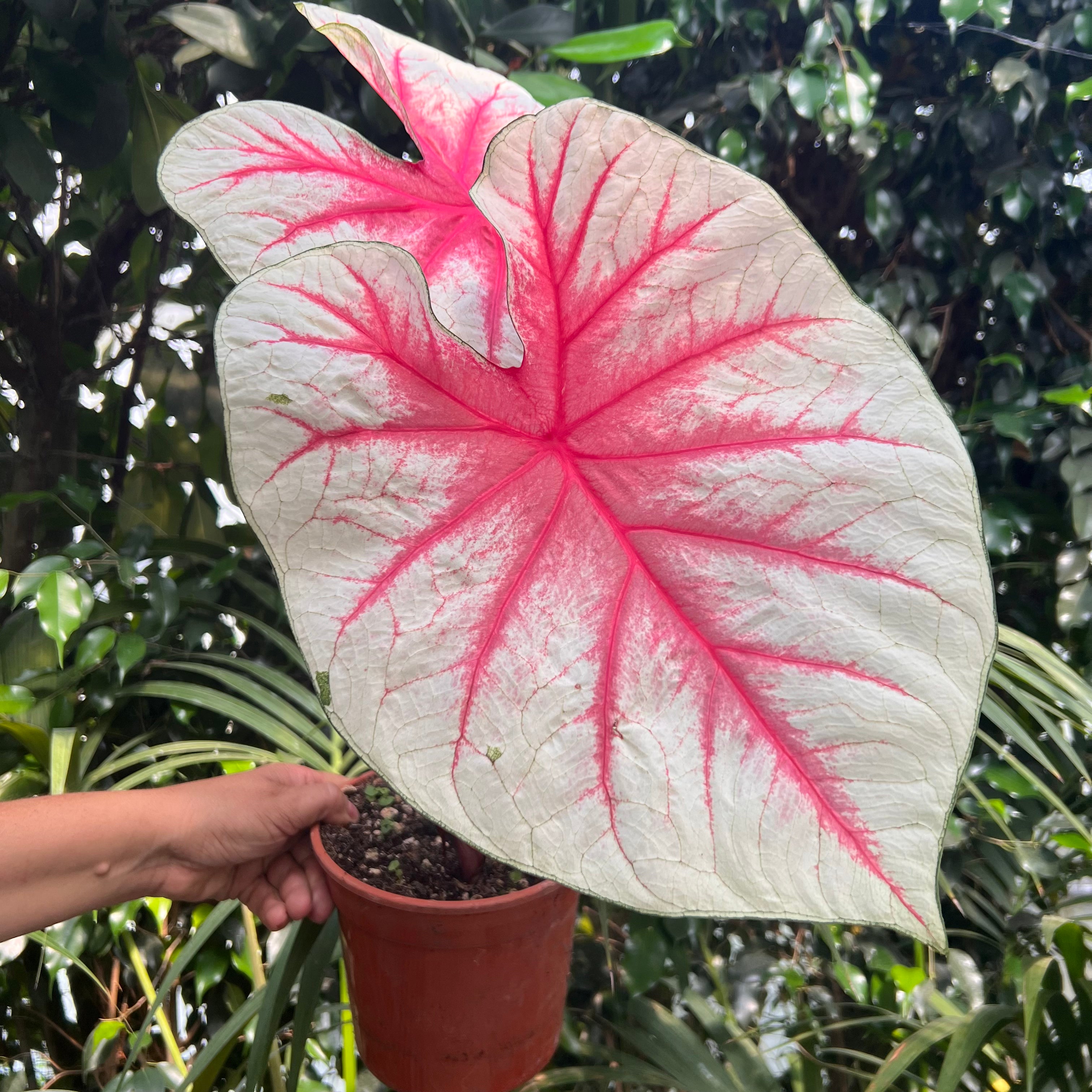 Caladium Fiesta