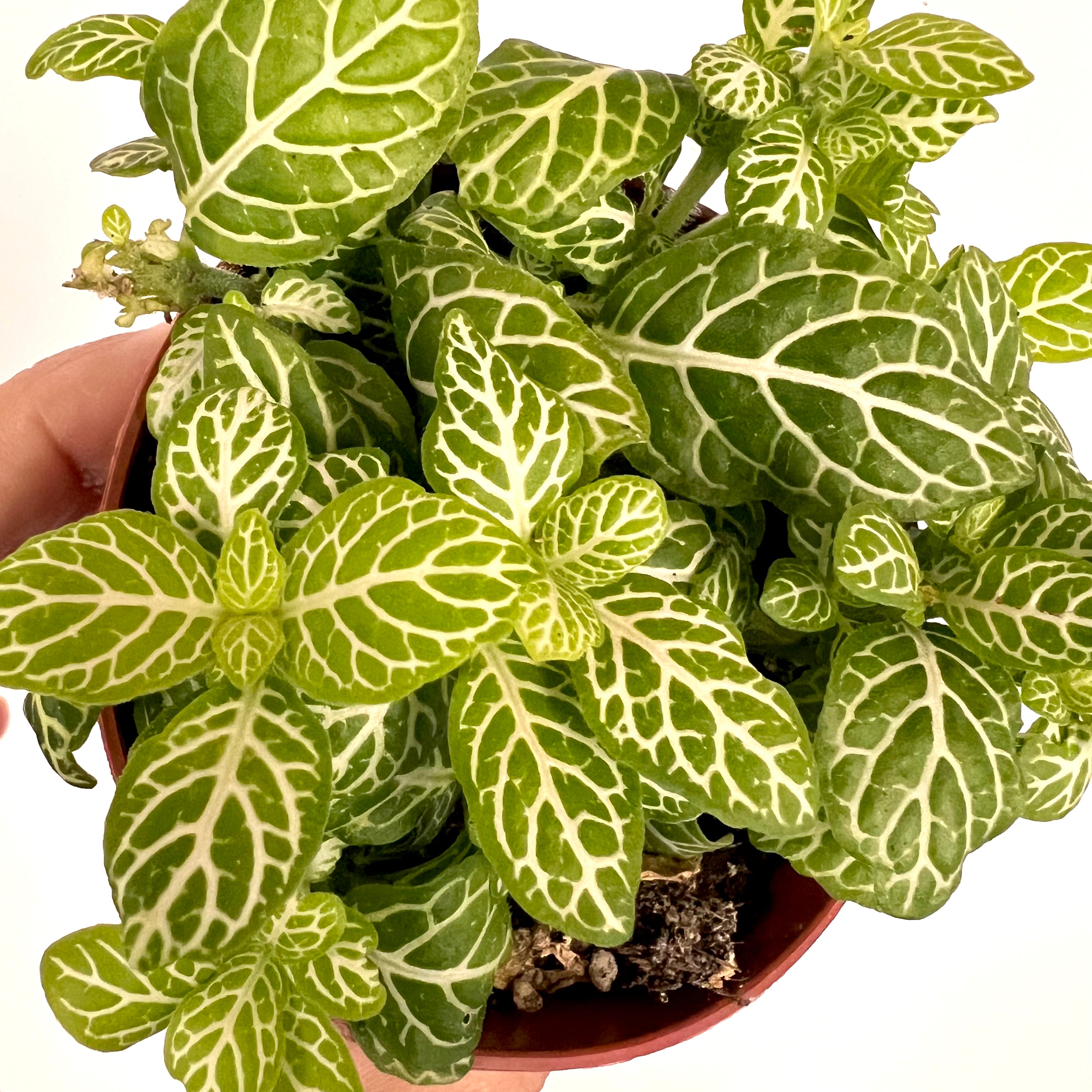Fittonia Joly Lemon