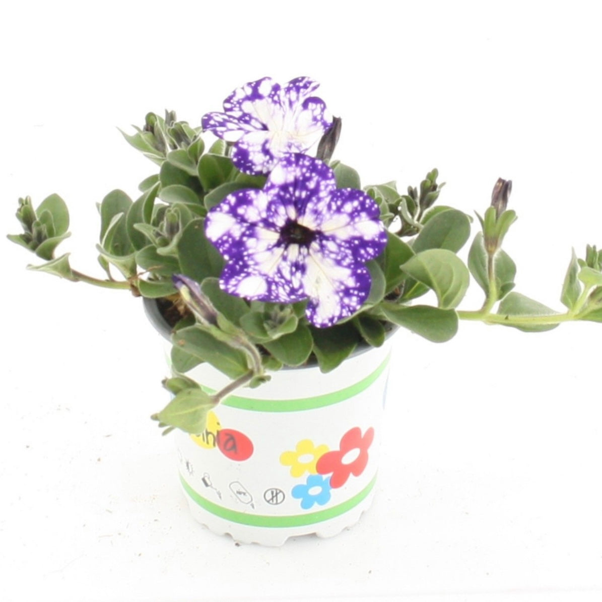 Petunia Nightsky