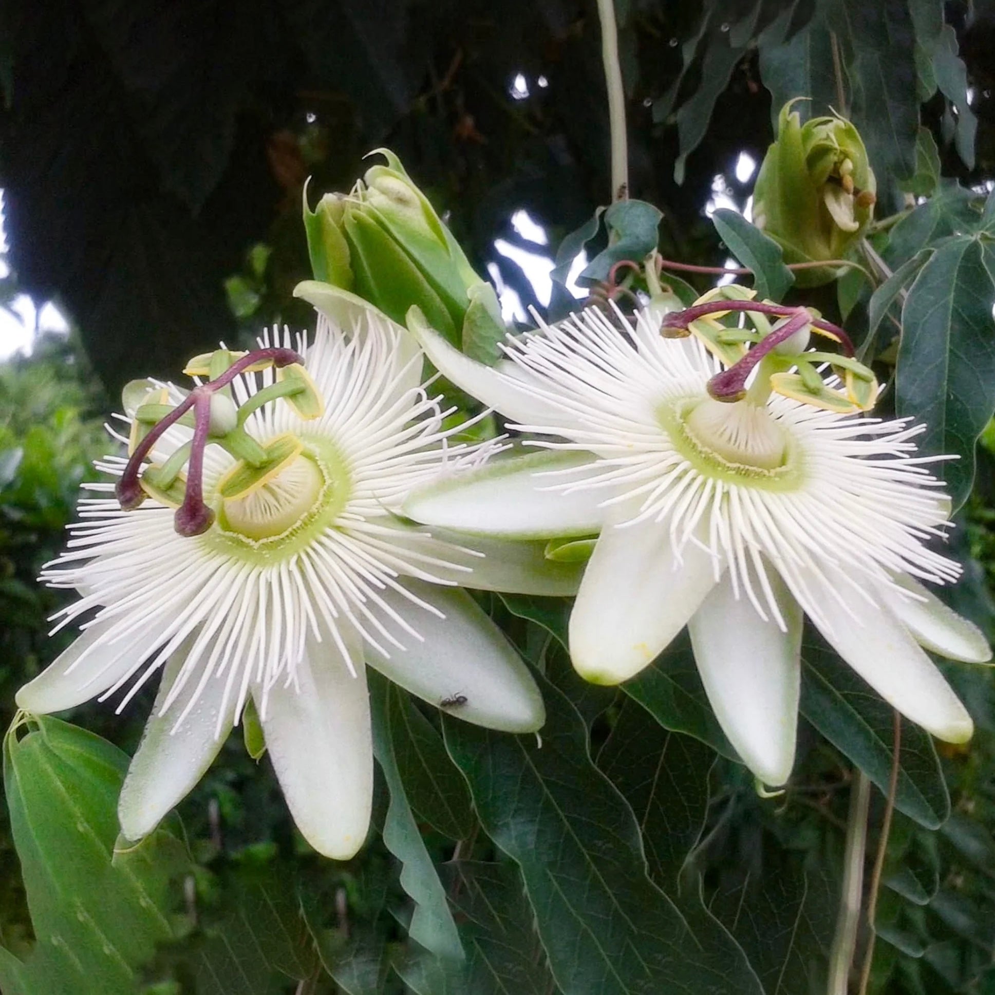 Passiflora Avalanche