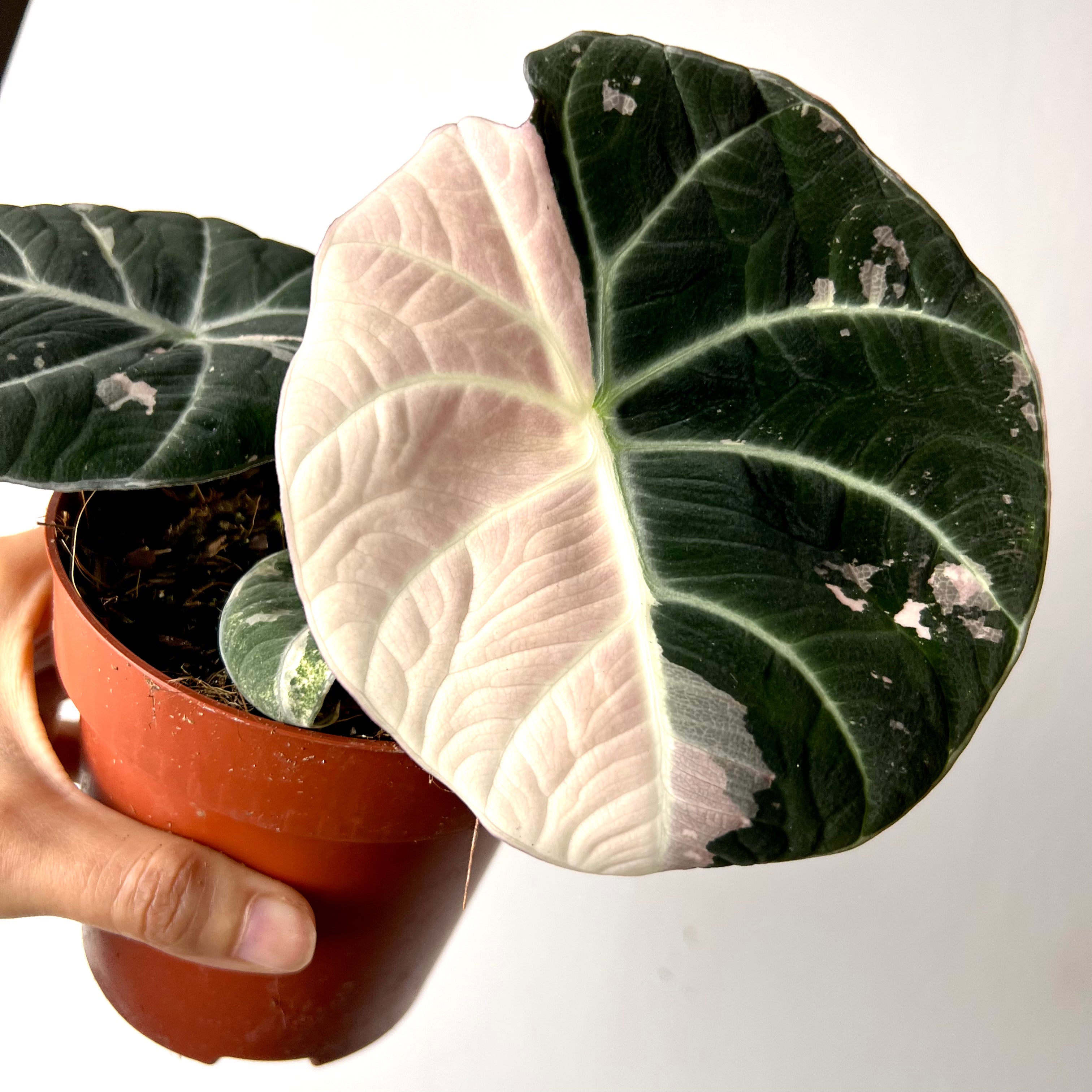 Alocasia Black Velvet Pink variegata
