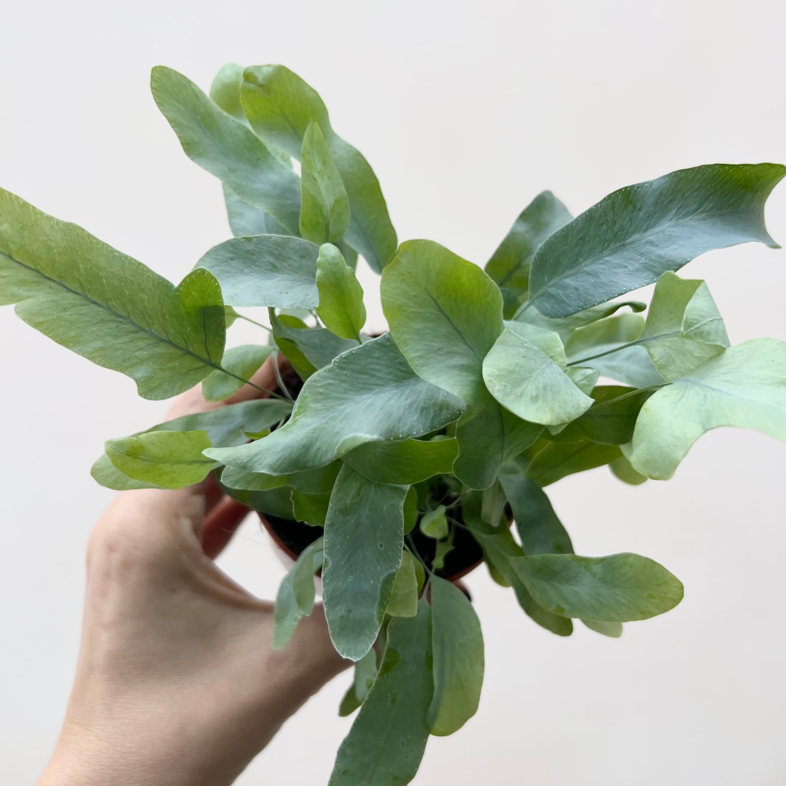 » Mini Phlebodium Blue Star (100% off)
