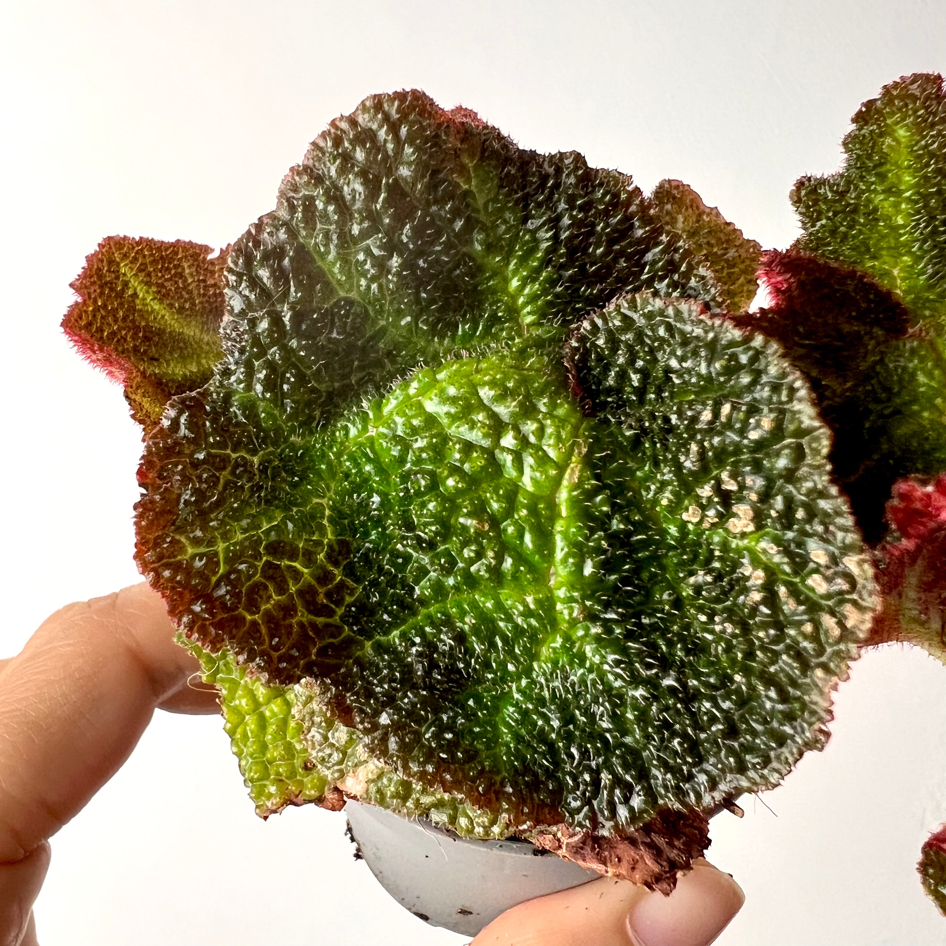 Begonia Solimutata