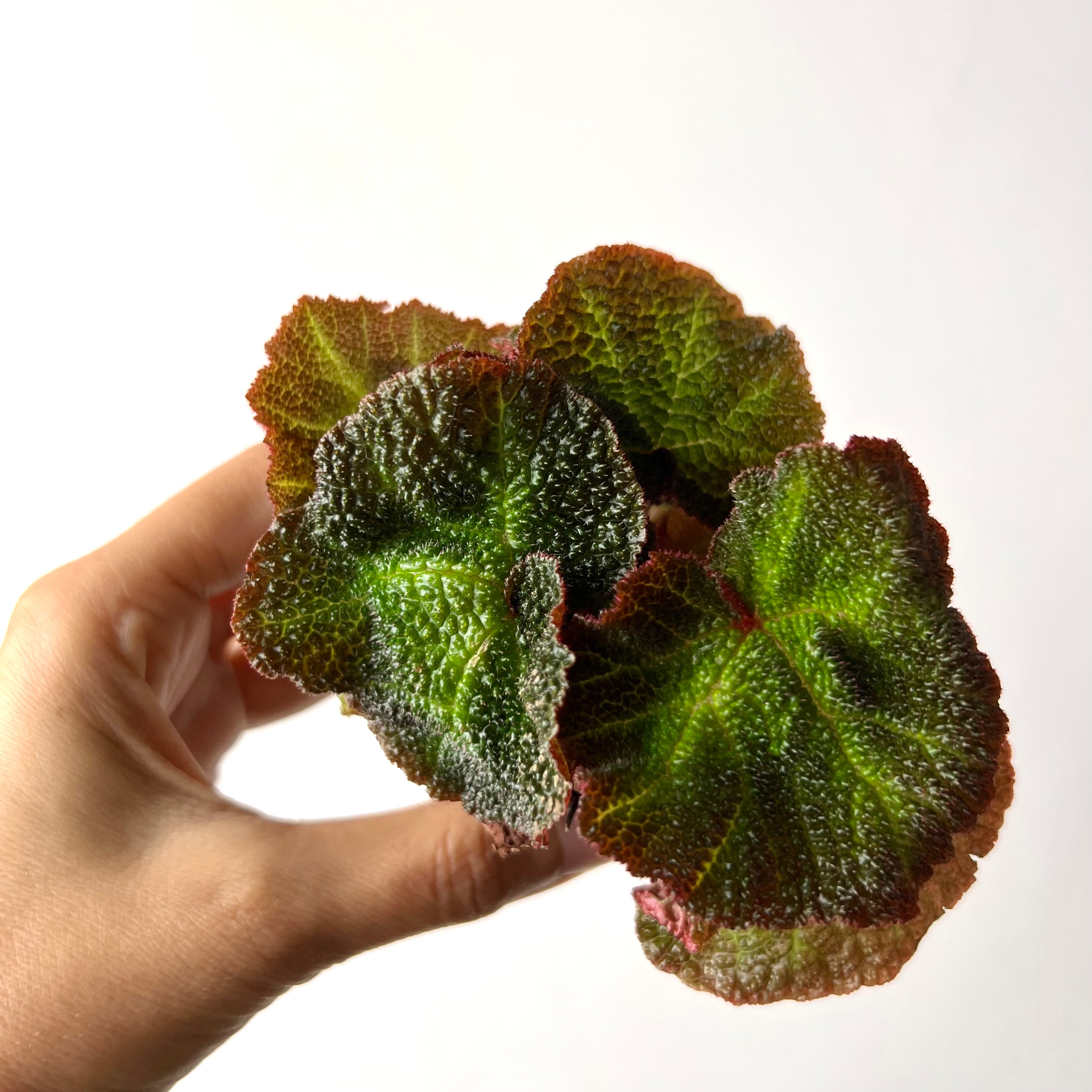 Begonia Solimutata