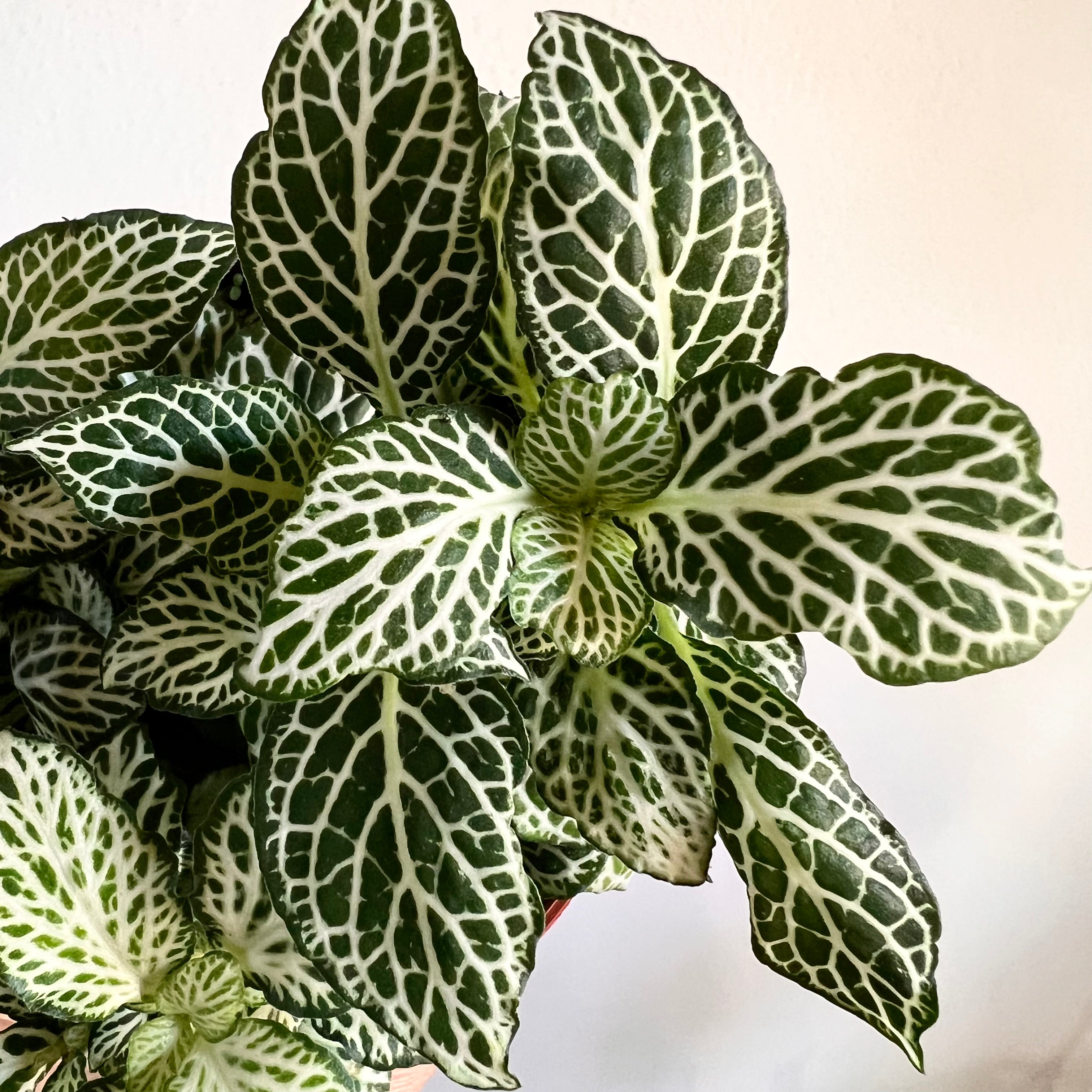 Fittonia Mini Whisper