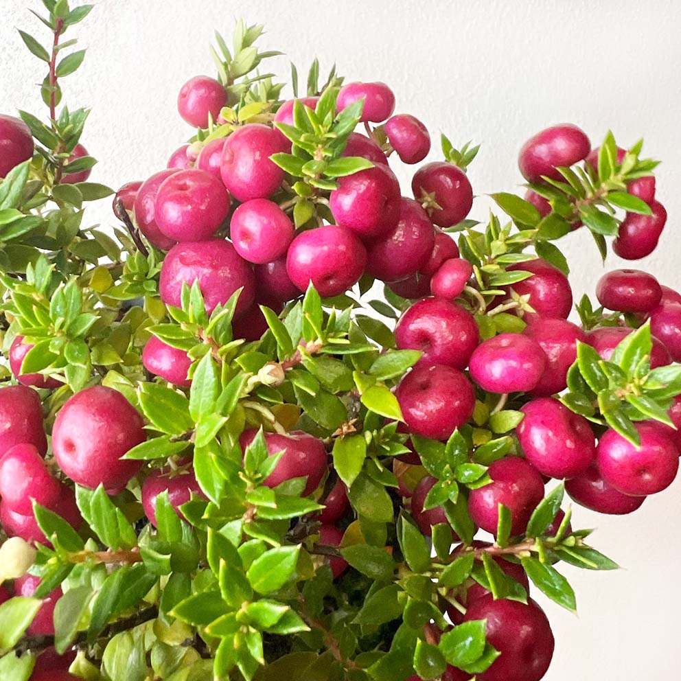 Gaultheria mucronata Pink /Pernettya