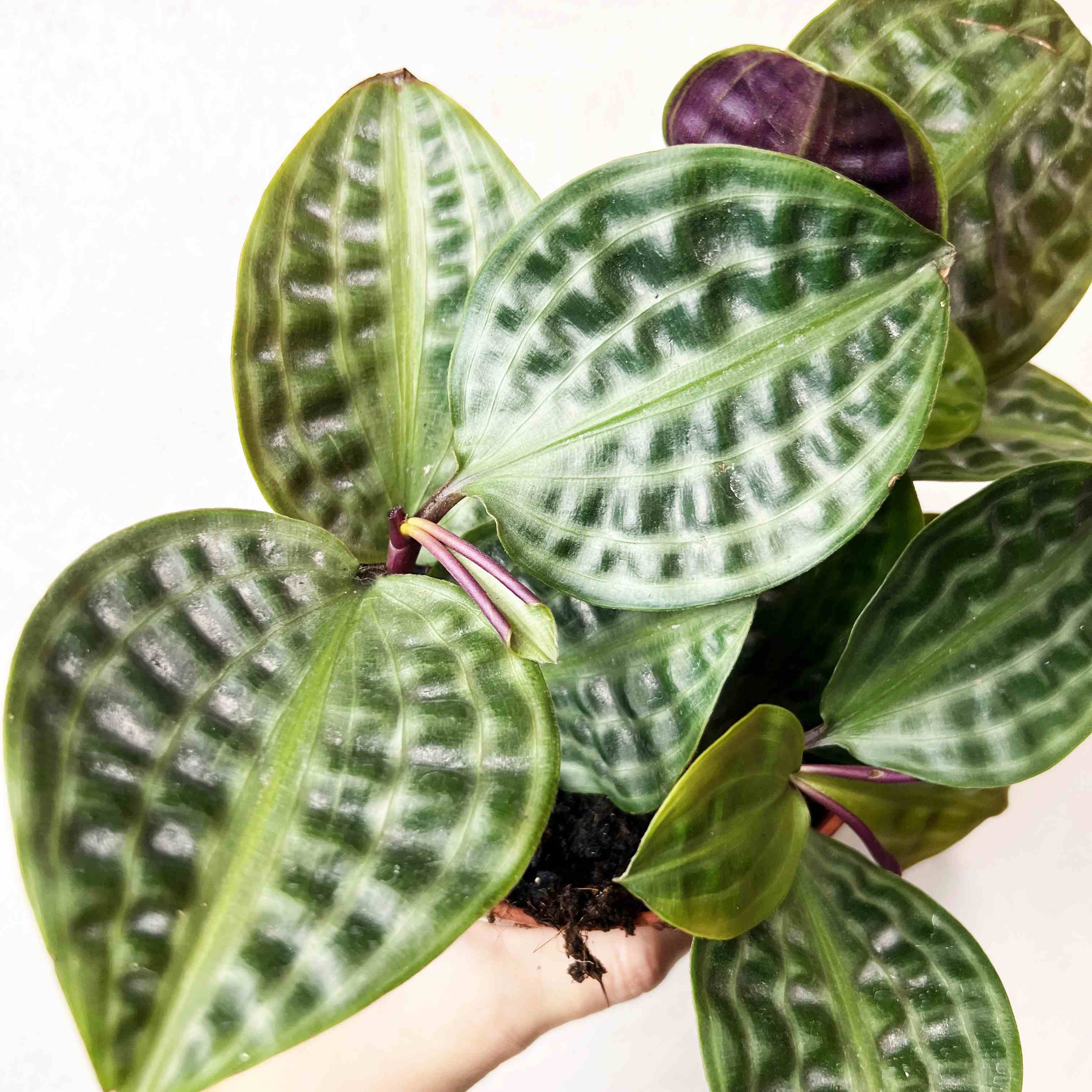 Geogenanthus poeppigii Florijn