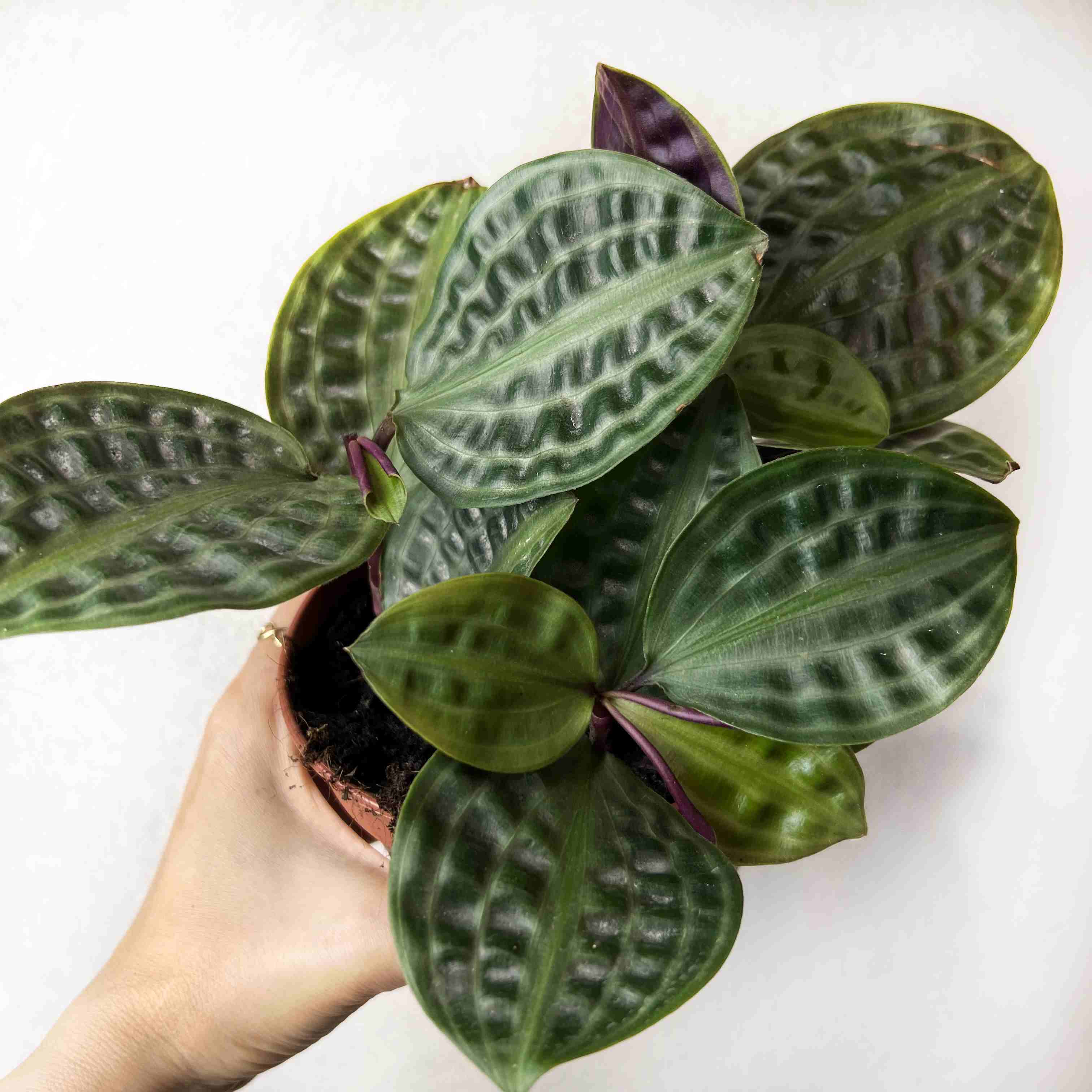 Geogenanthus poeppigii Florijn