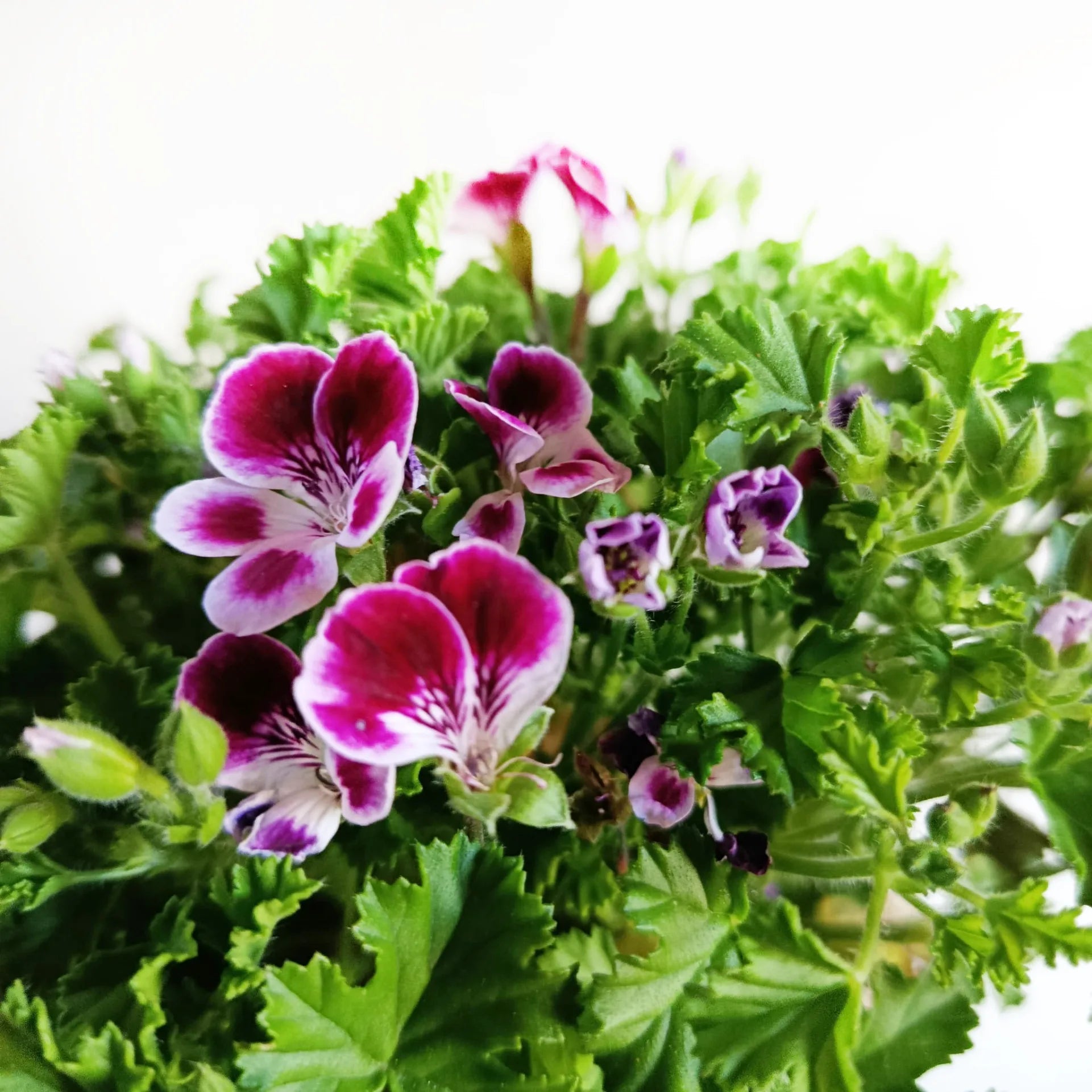 Pelargonium Nova Parfum /geranio profumato