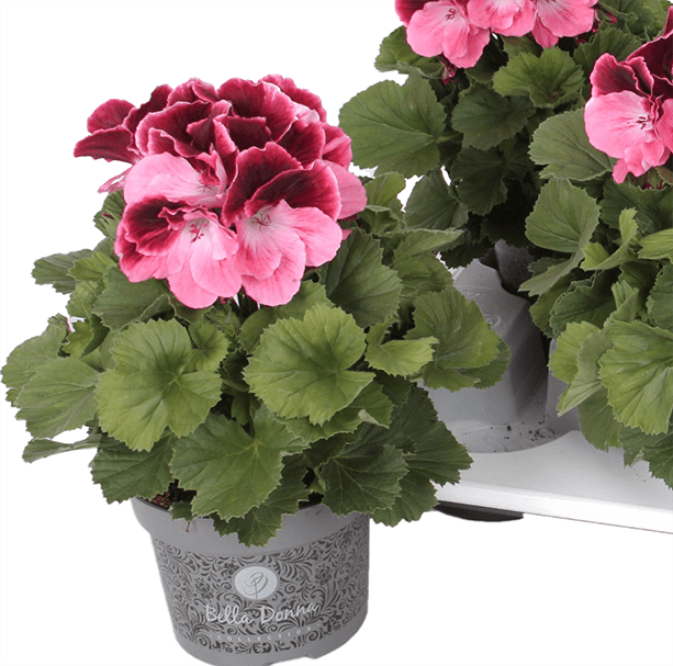 Pelargonium Don Camaro (geranio)