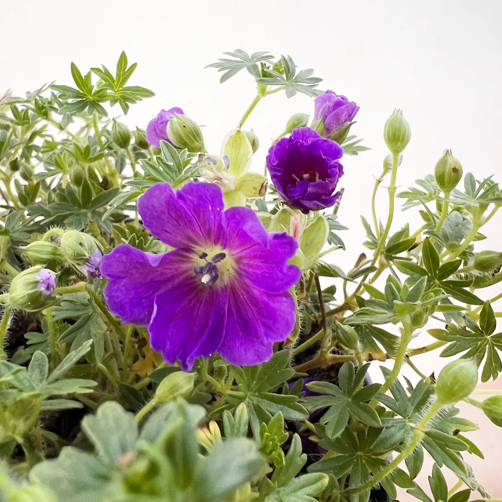 Geranium Max Frei
