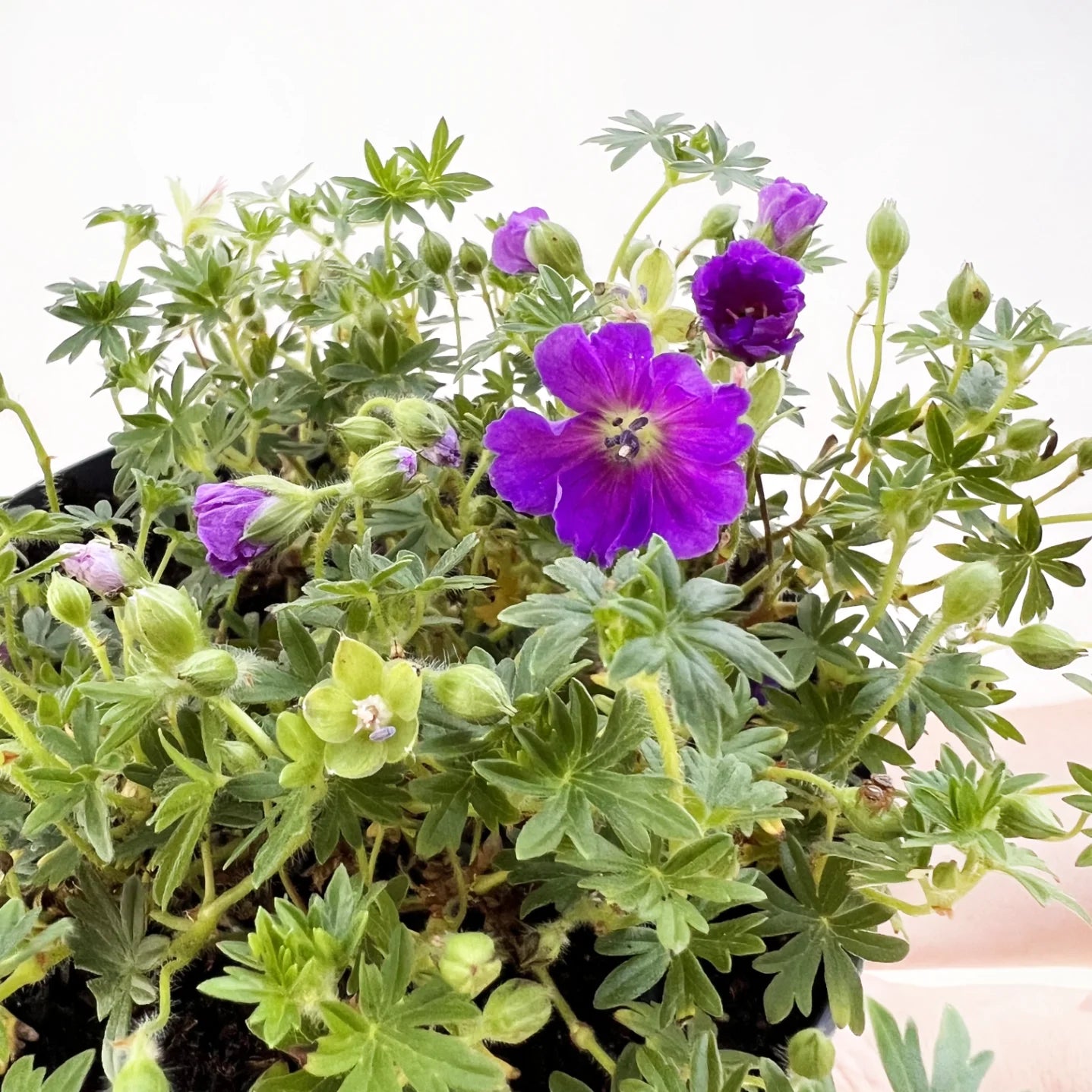 Geranium Max Frei