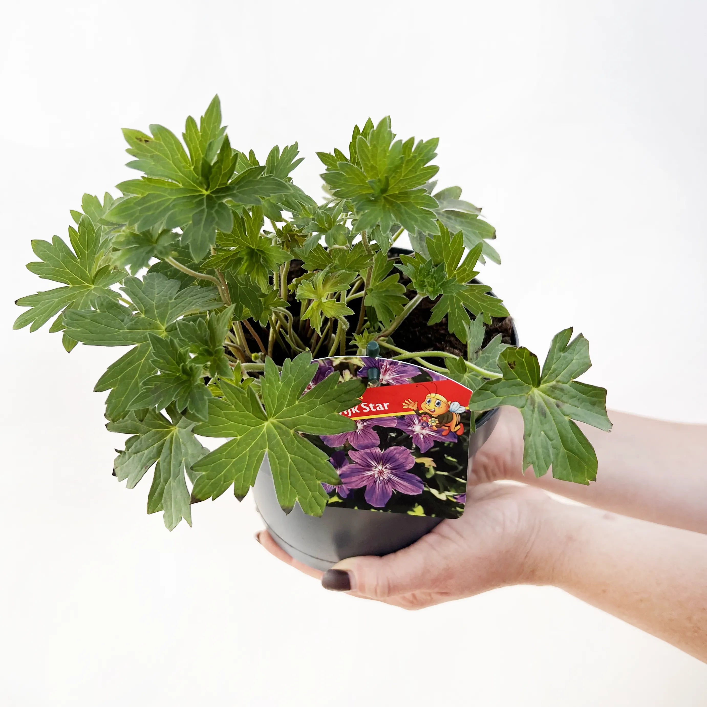 Geranium Lakwijk star