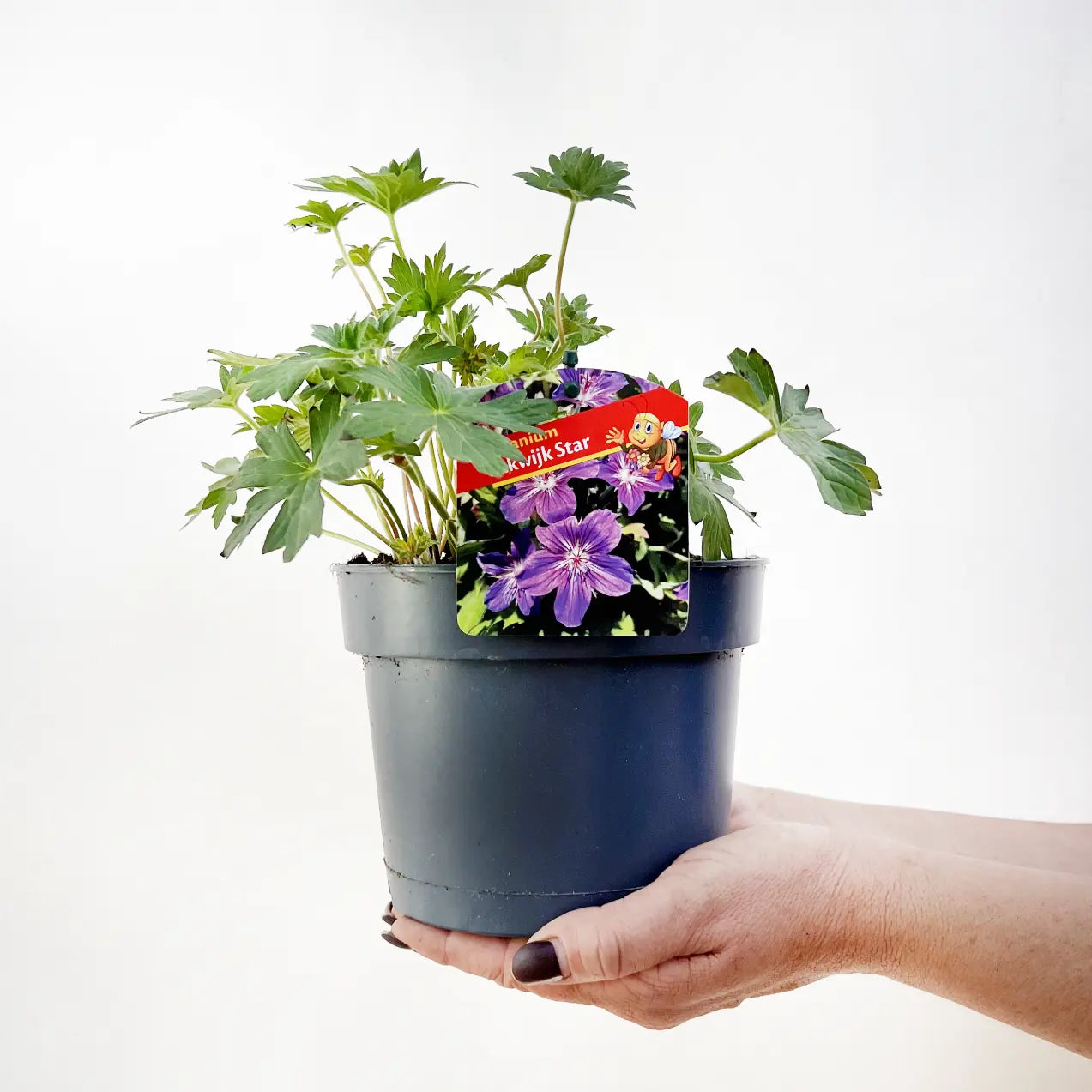 Geranium Lakwijk star