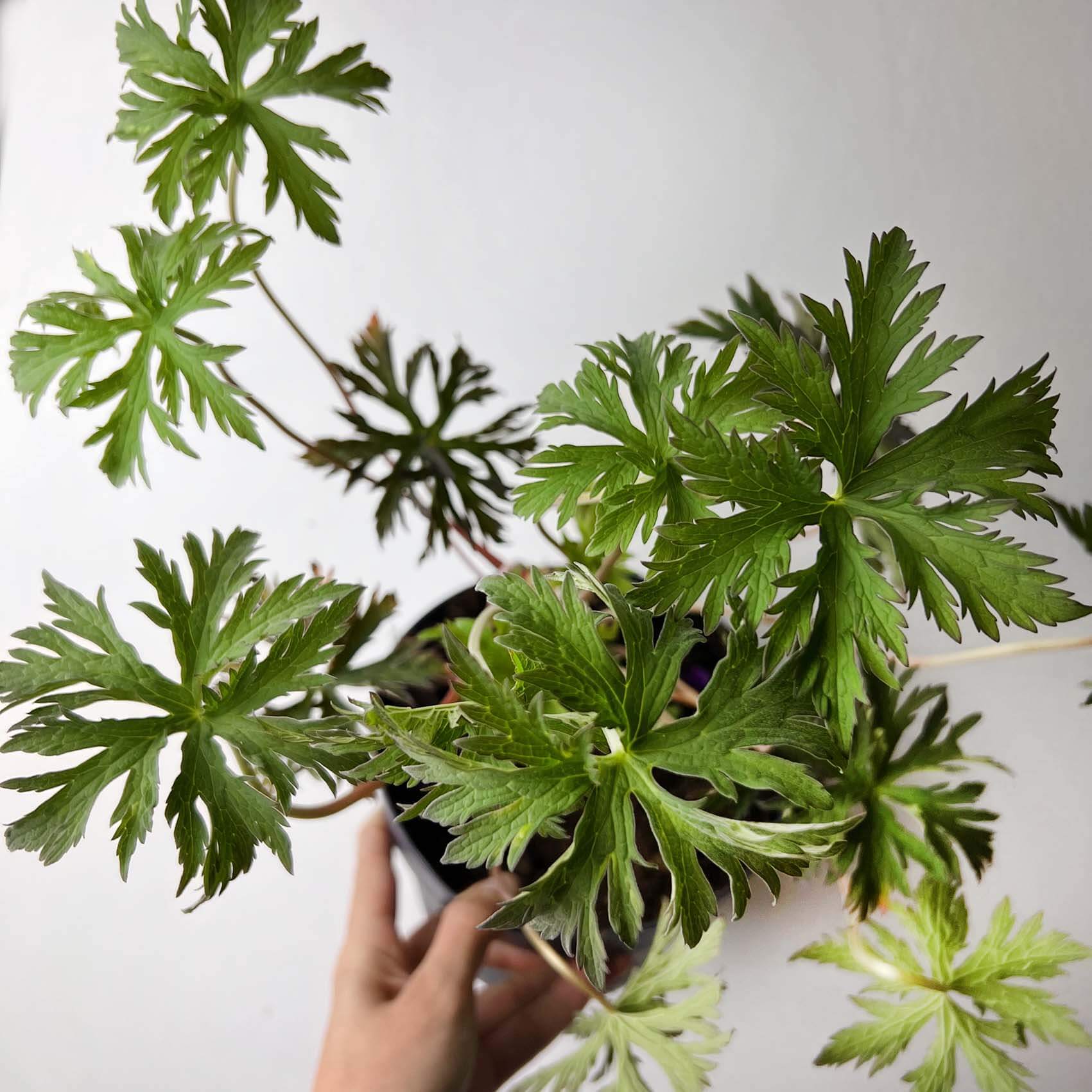 Geranium Black Beauty /perenne