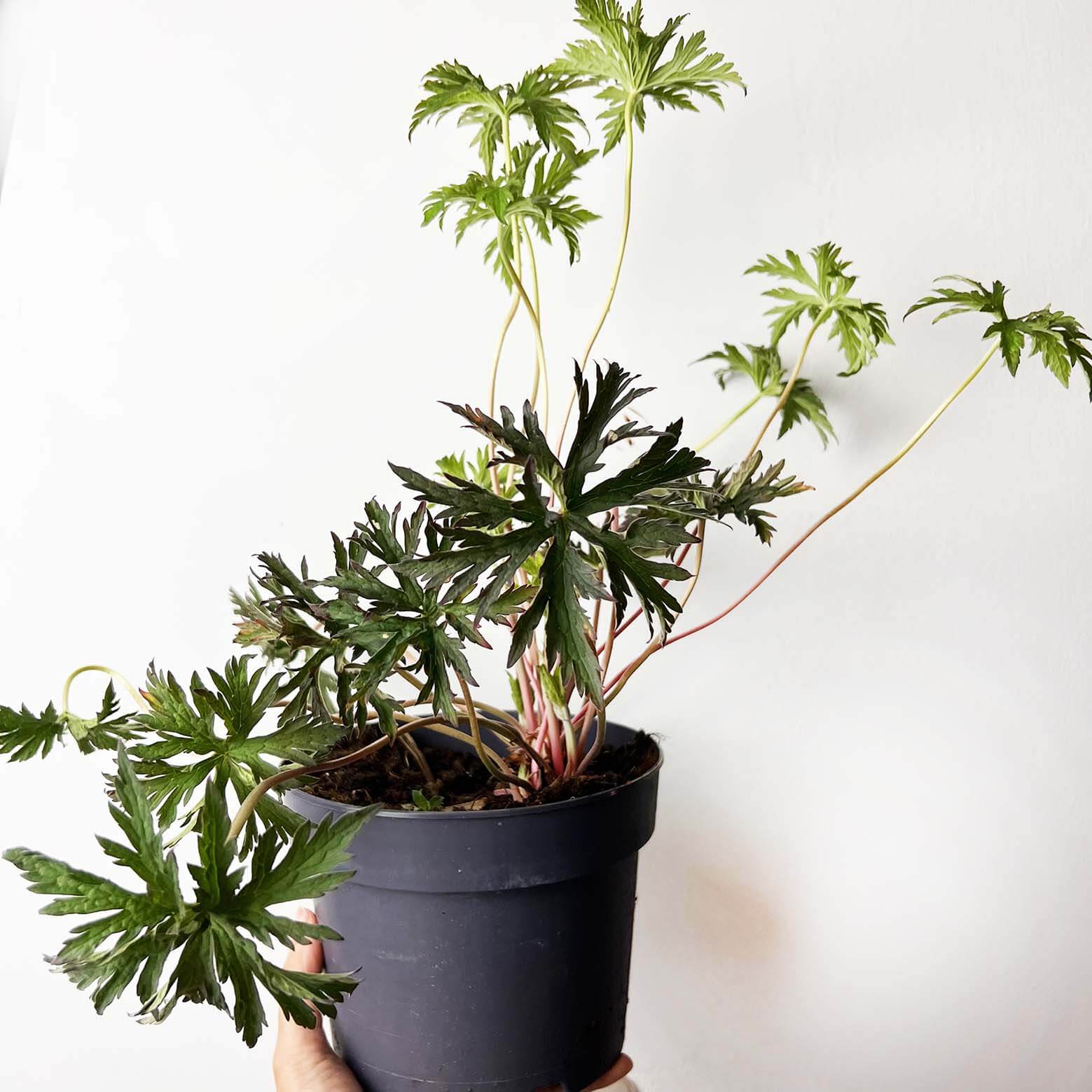 Geranium Black Beauty /perenne