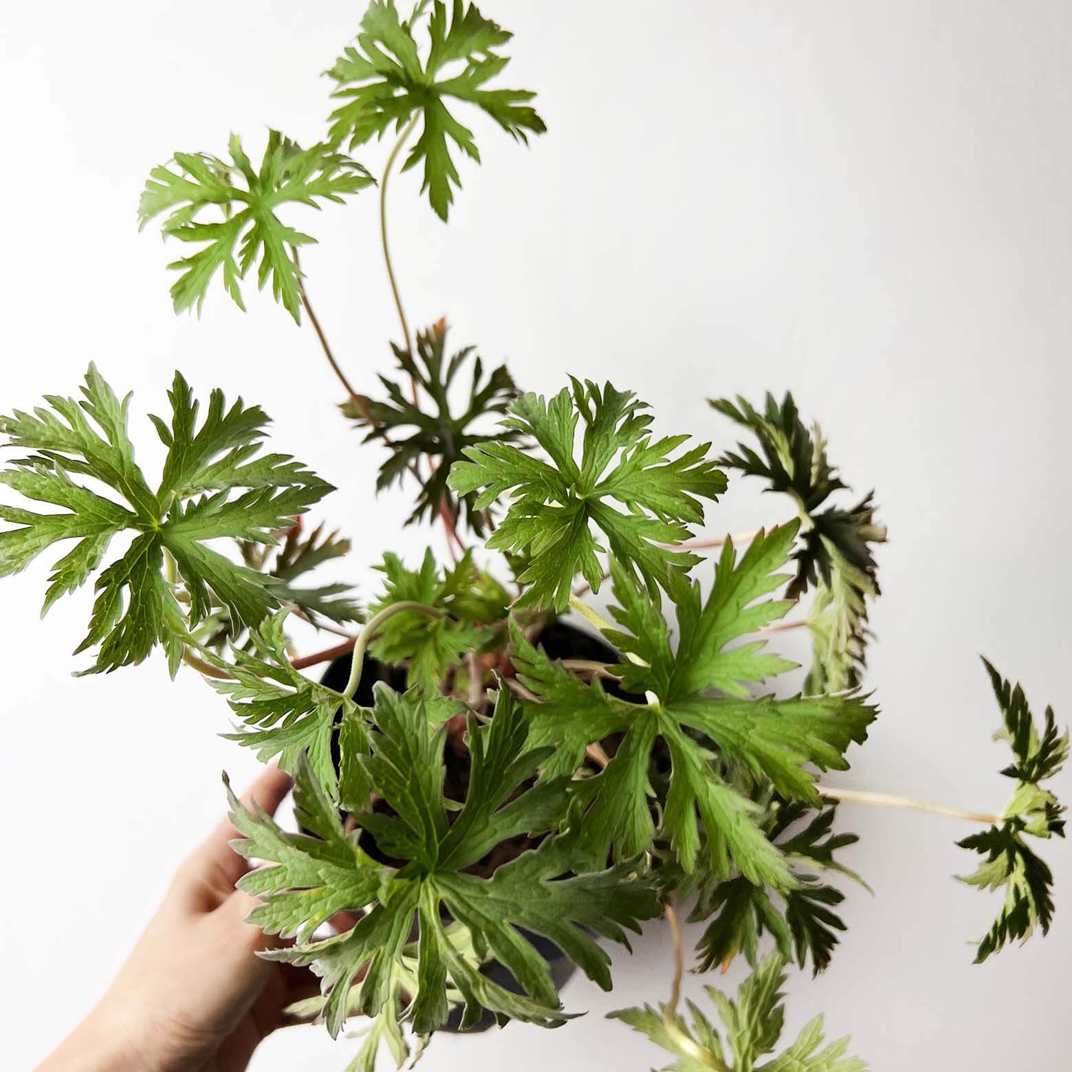 Geranium Black Beauty /perenne