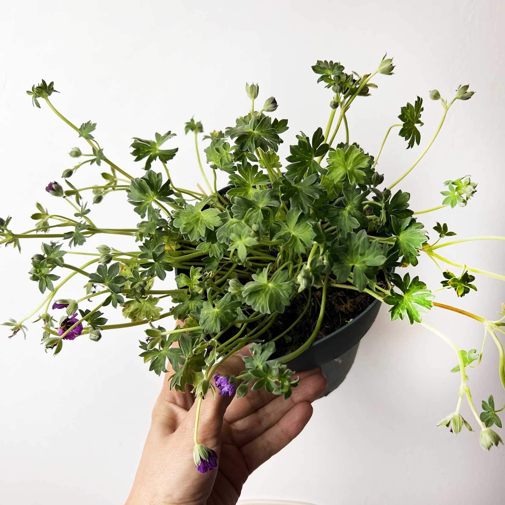 Geranium Cinereum /perenne