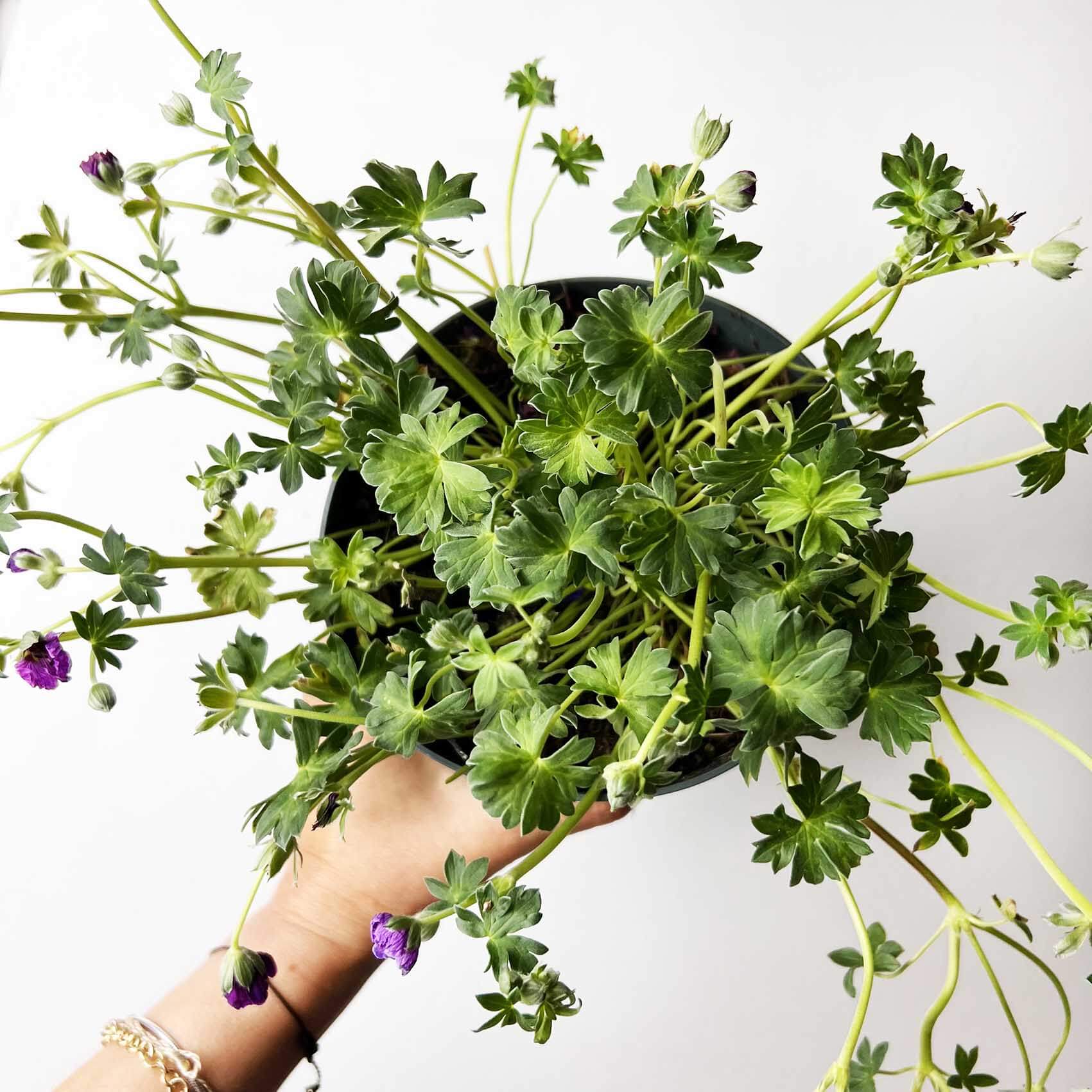 Geranium Cinereum /perenne