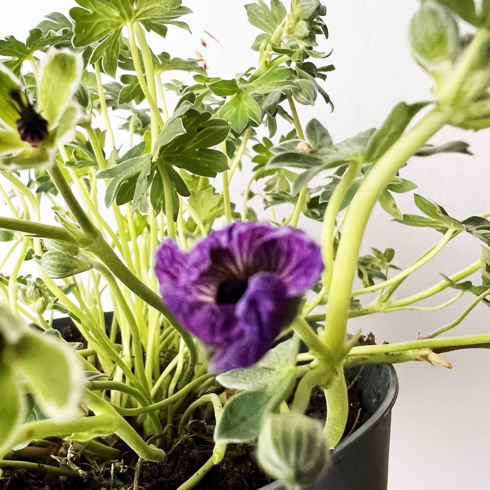 Geranium Cinereum /perenne