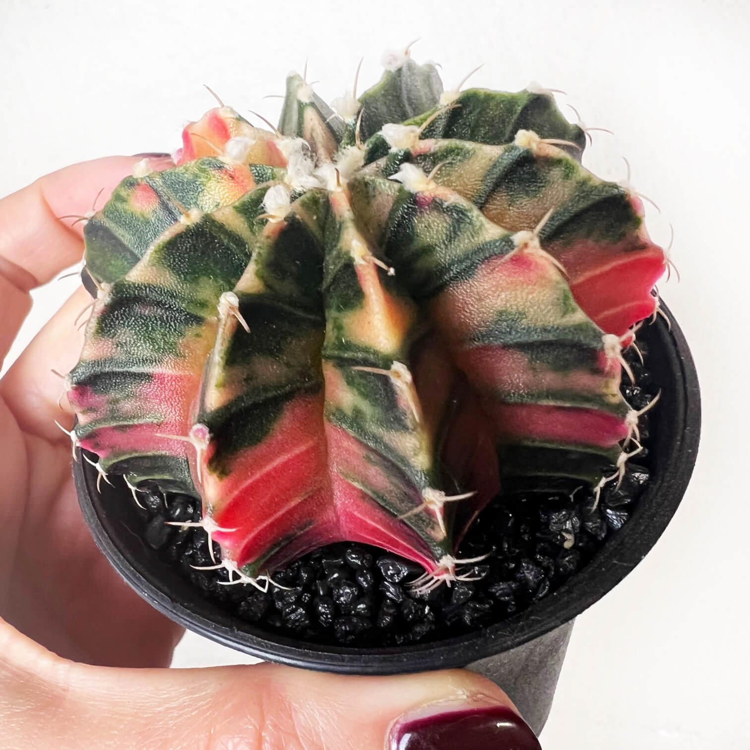 Gymnocalycium Mihanovichii Variegato