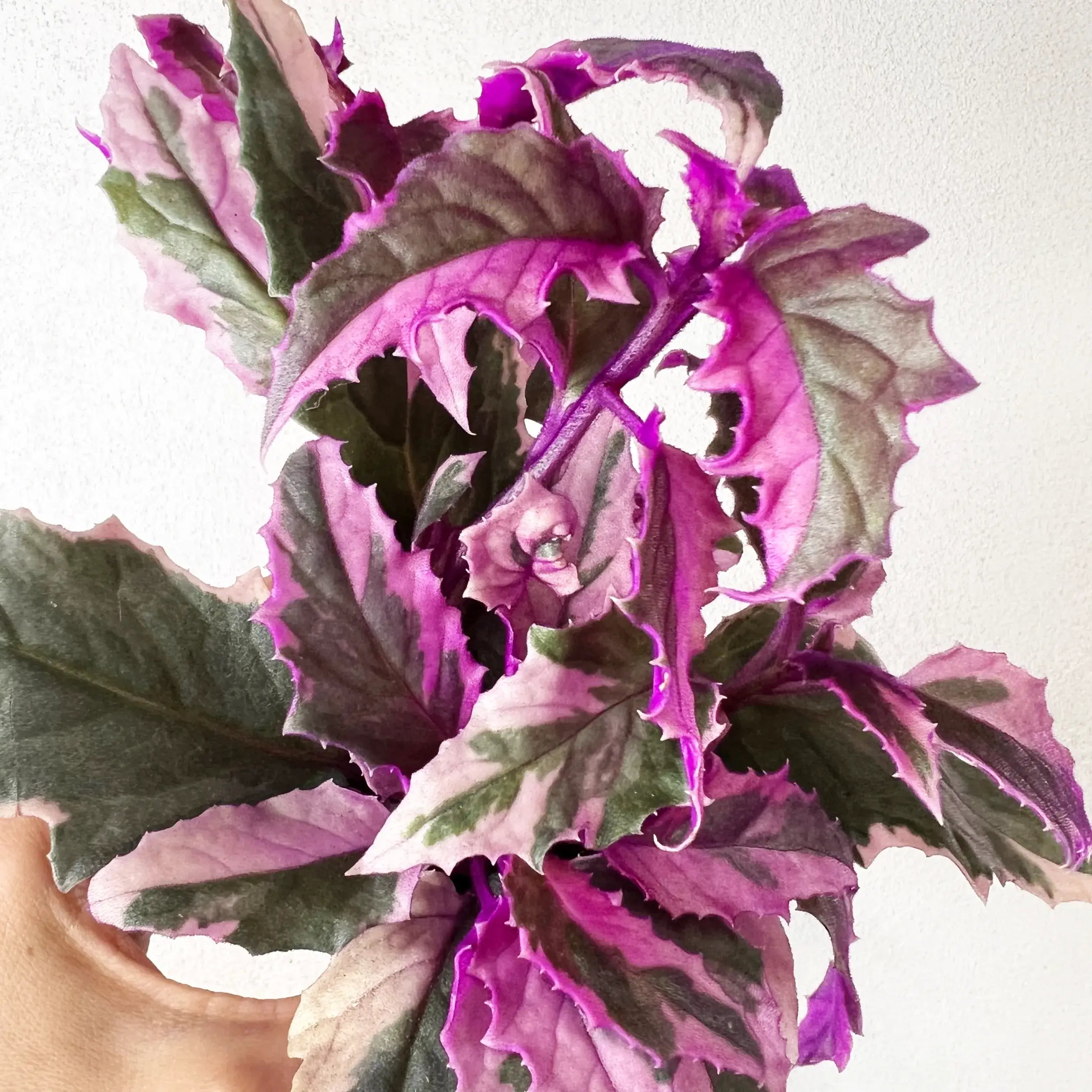 Gynura variegata