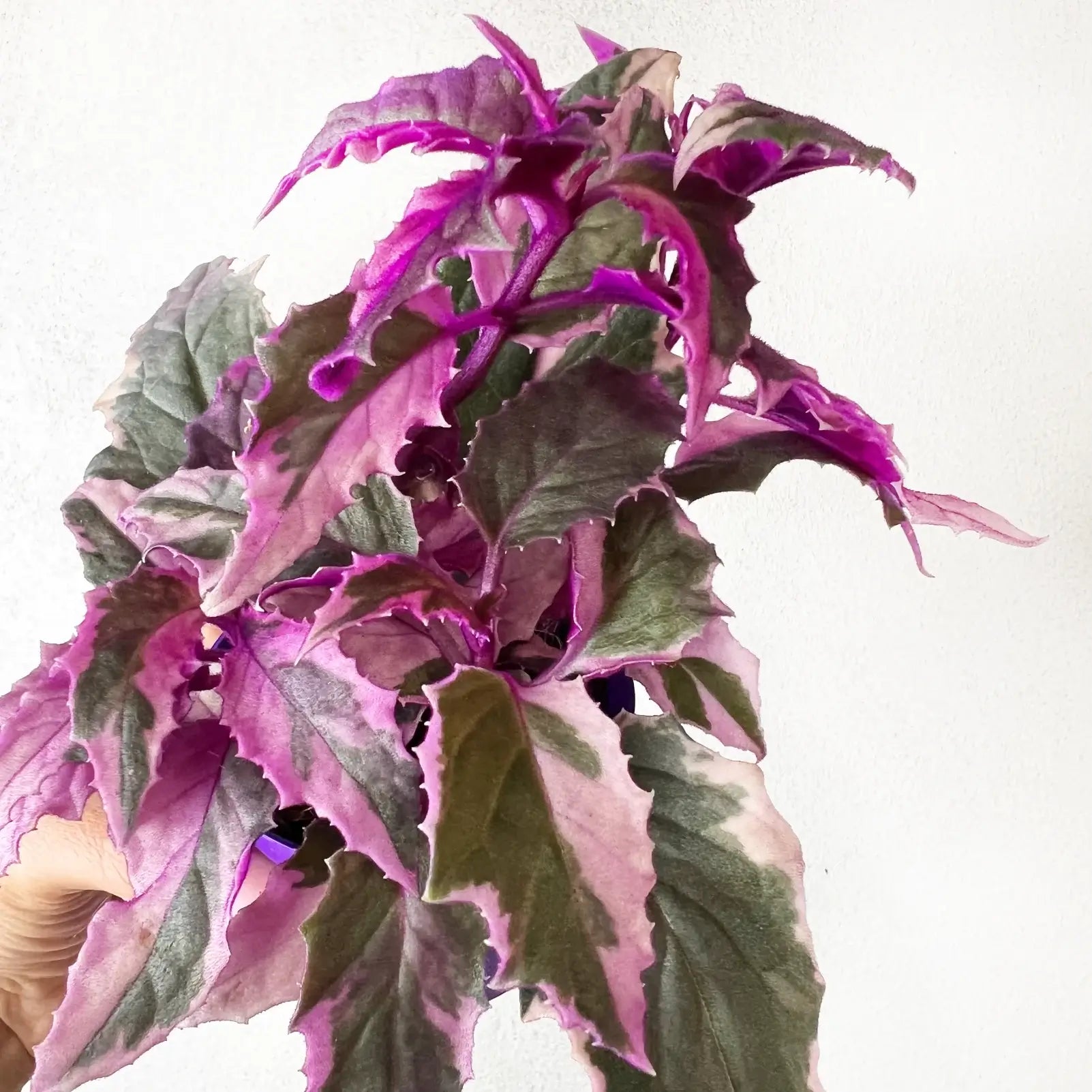 Gynura variegata