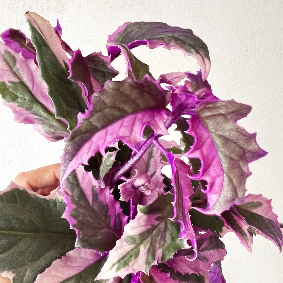 Gynura variegata