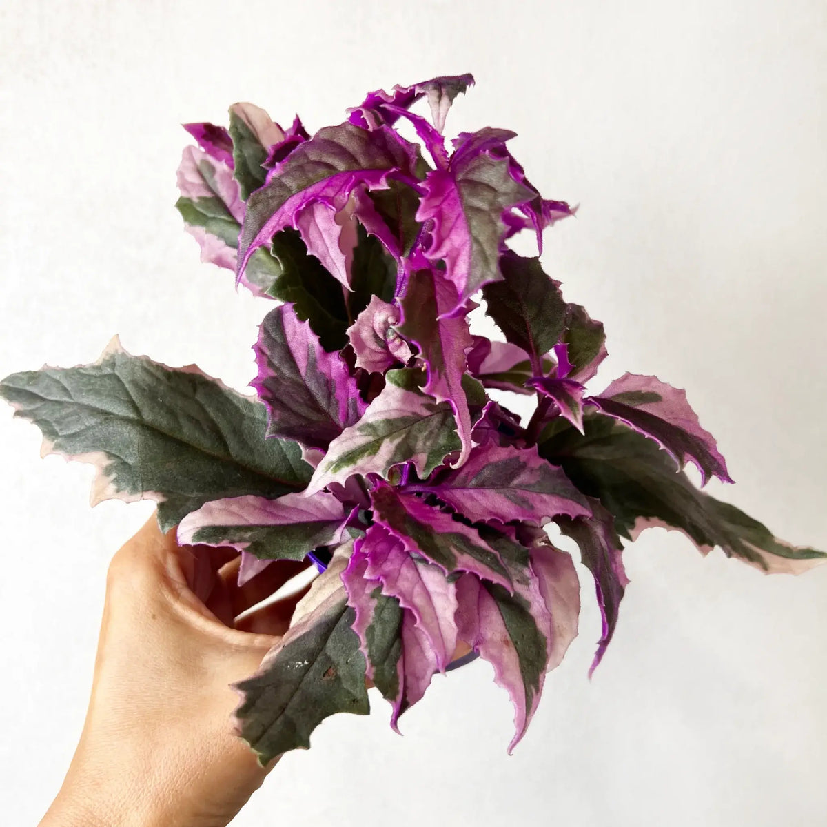 Gynura variegata
