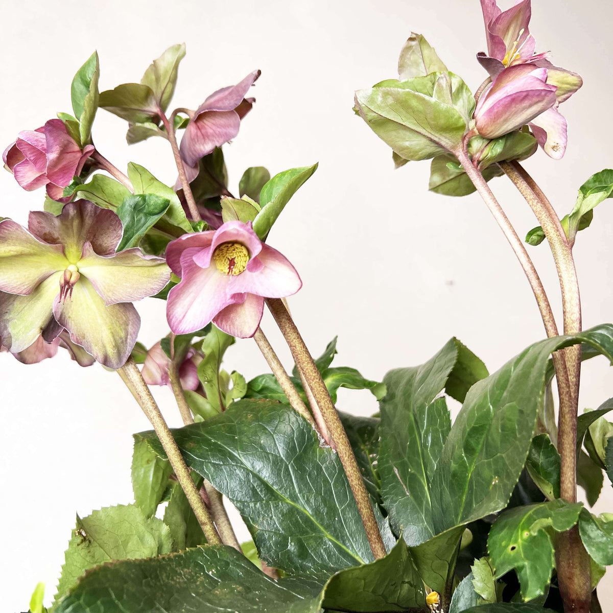 Helleborus Ice N'Roses Red