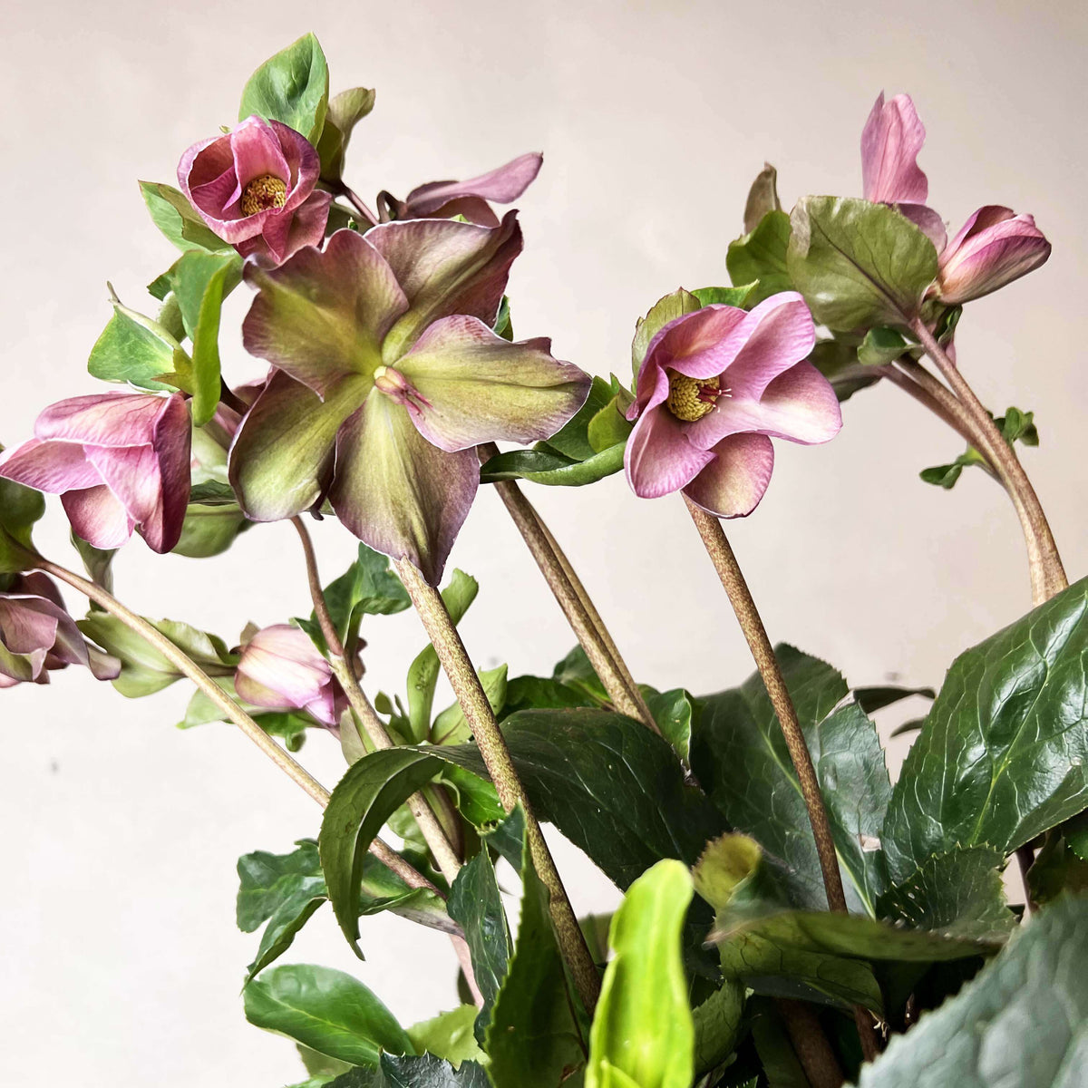 Helleborus Ice N'Roses Red