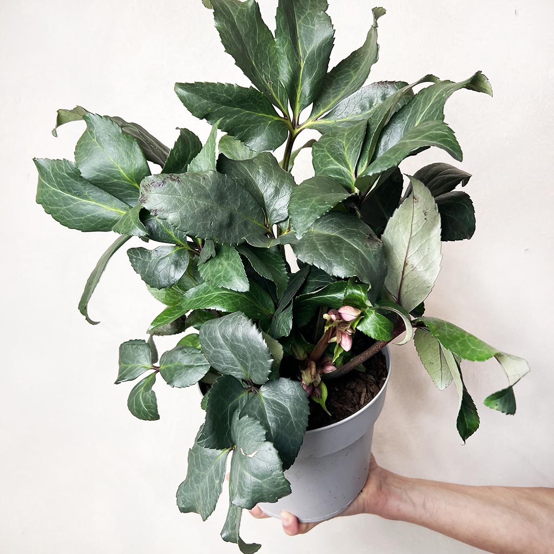 Helleborus Angel Glow (Helleboro)