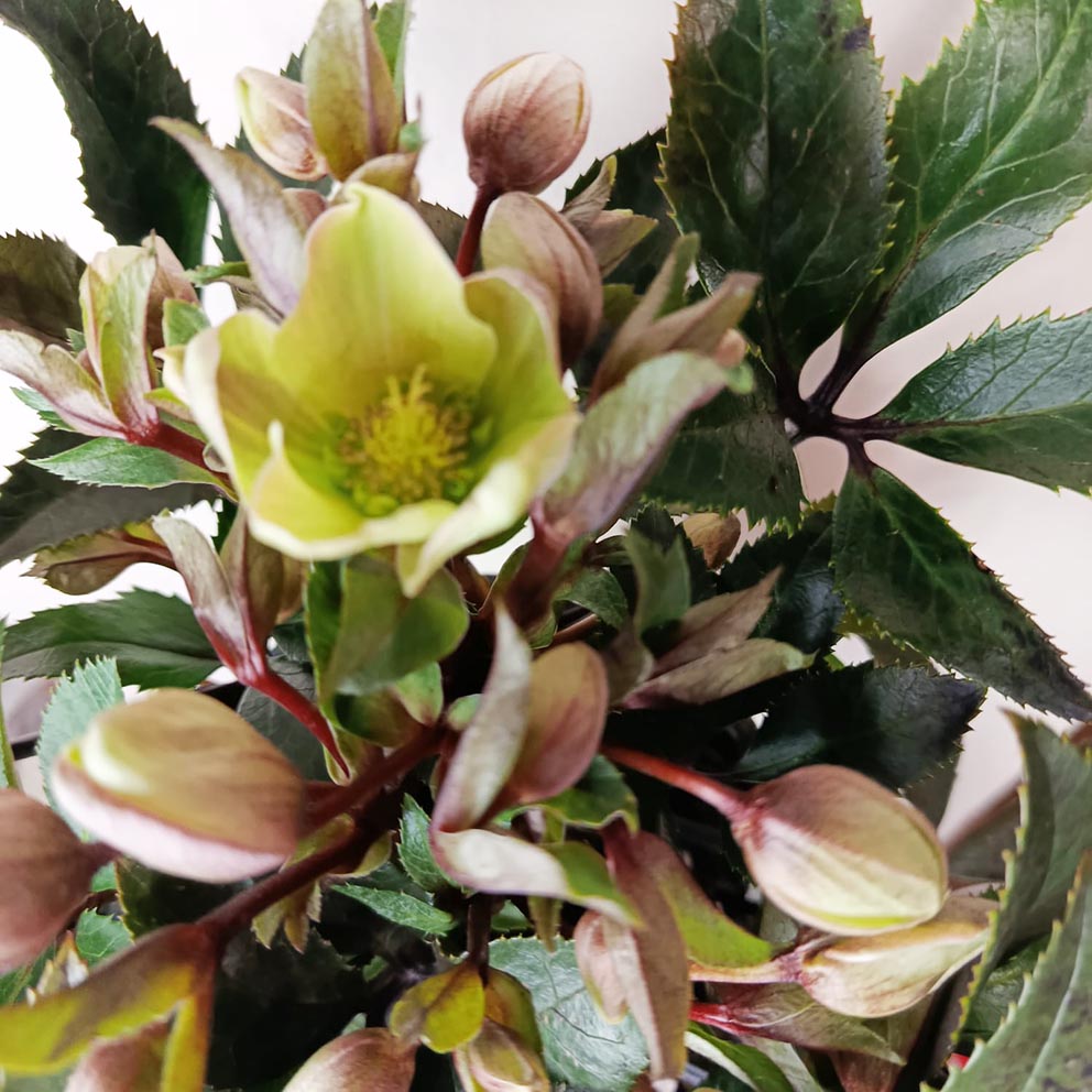 Helleborus Niger Winter