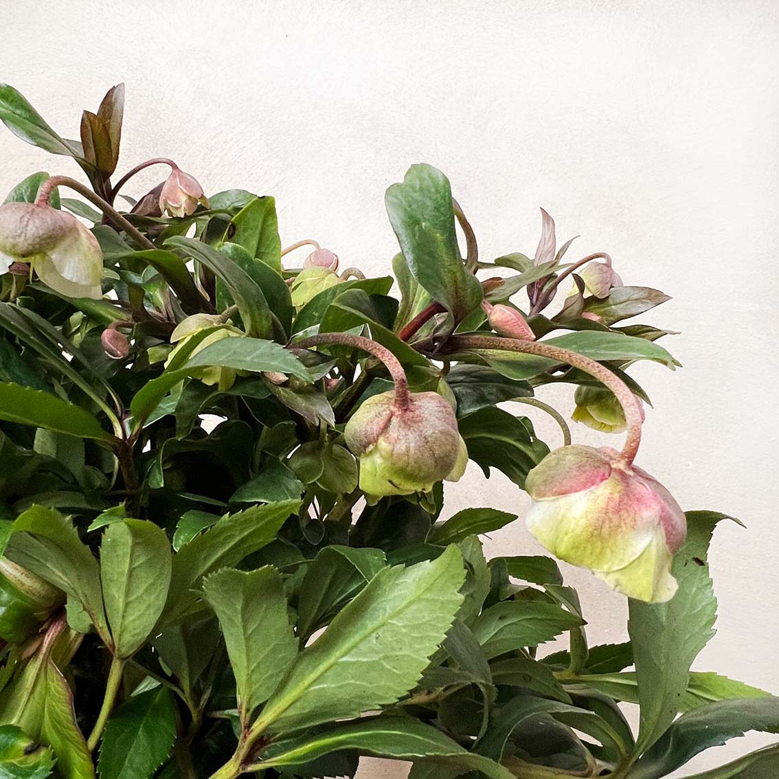 Helleborus Winterbells
