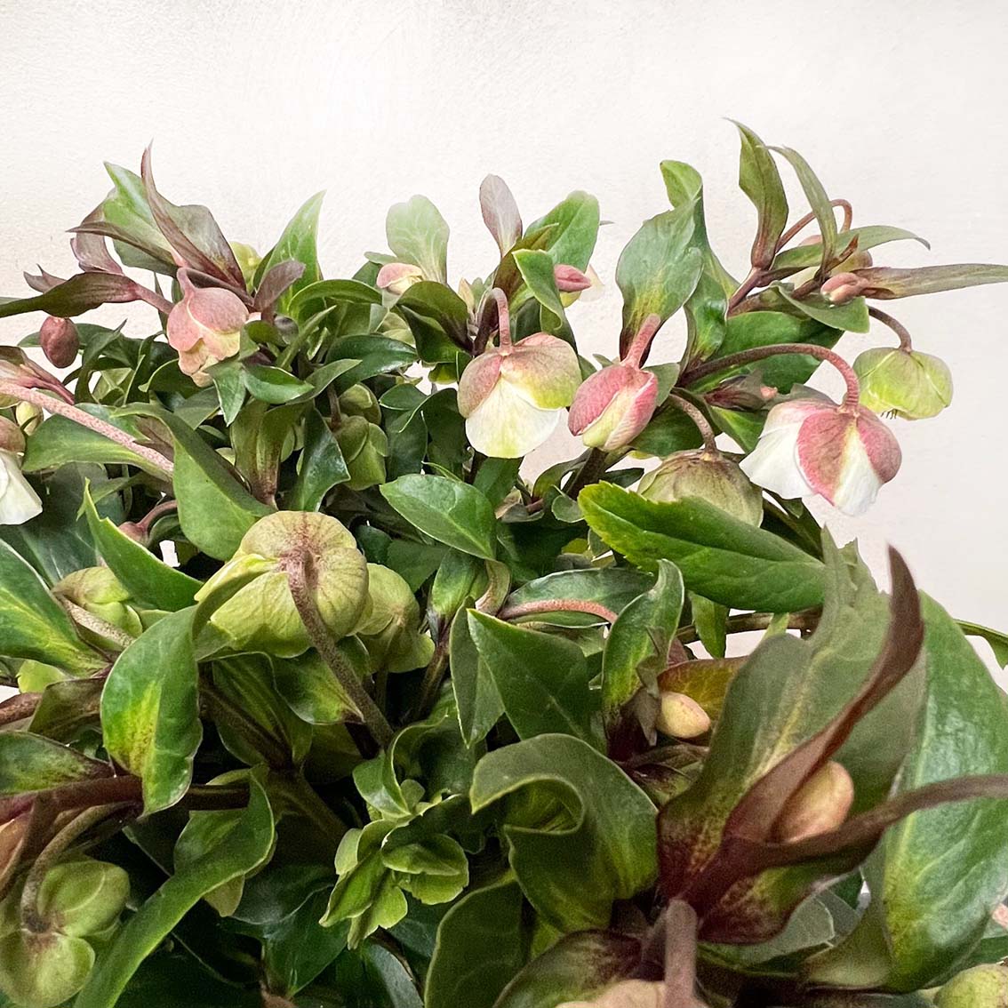 Helleborus Winterbells