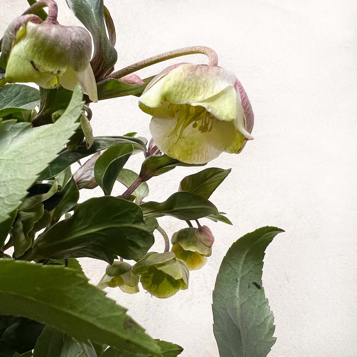 Helleborus Winterbells