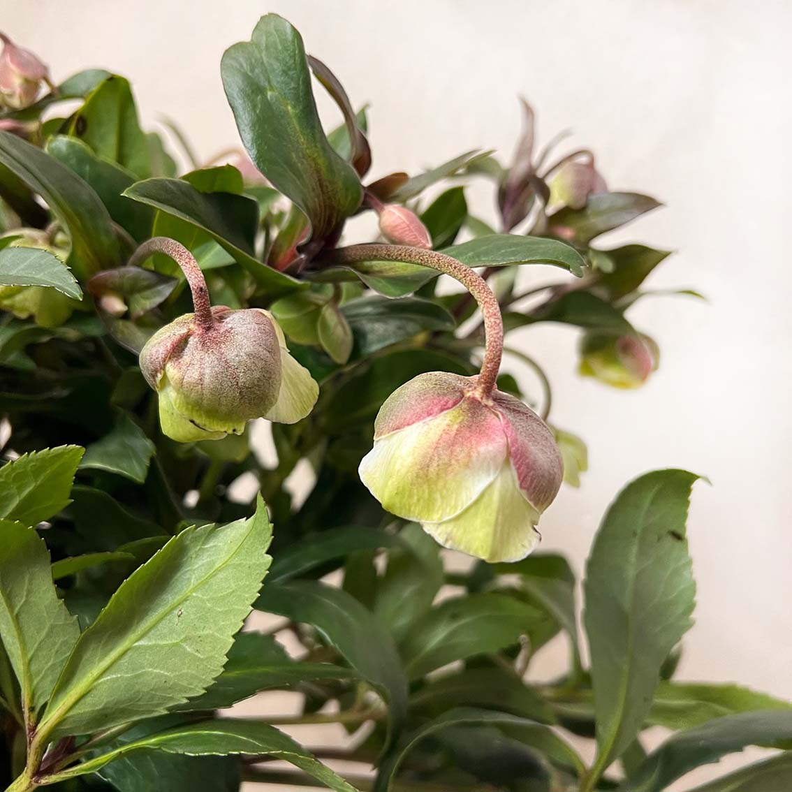 Helleborus Winterbells