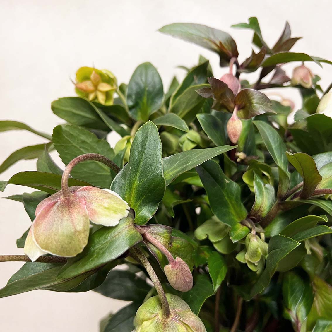 Helleborus Winterbells