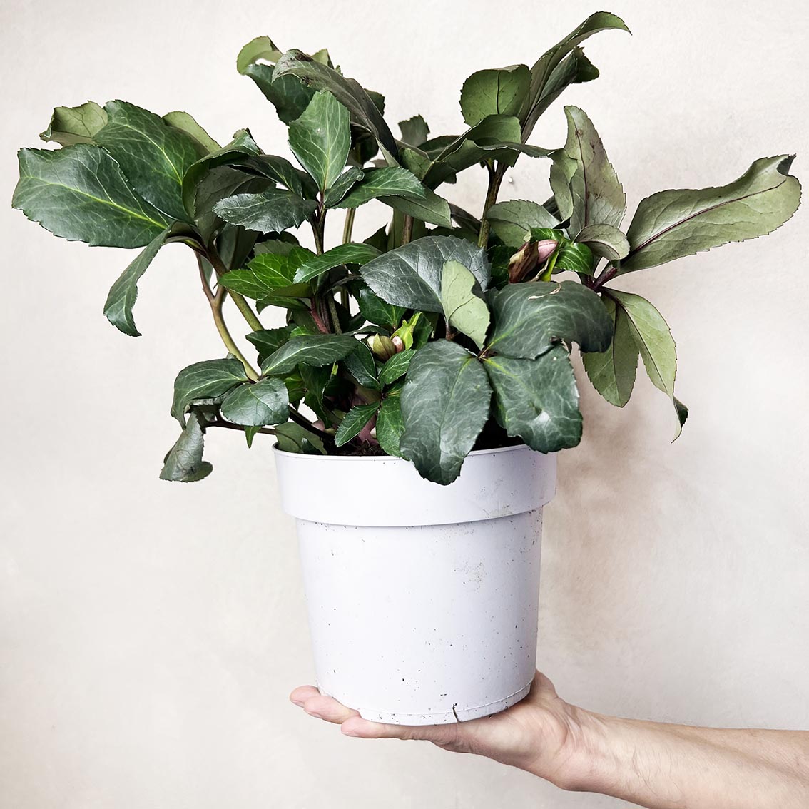 Helleborus Angel Glow (Helleboro)