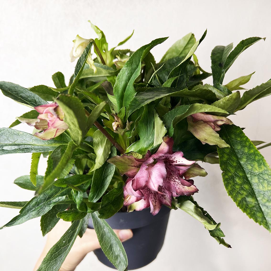 Helleborus orientalis Hello Amber (Helleboro)