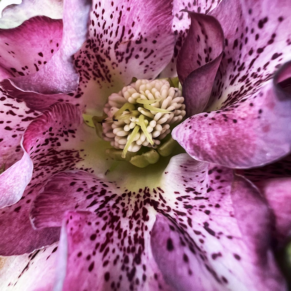 Helleborus orientalis Hello Amber (Helleboro)