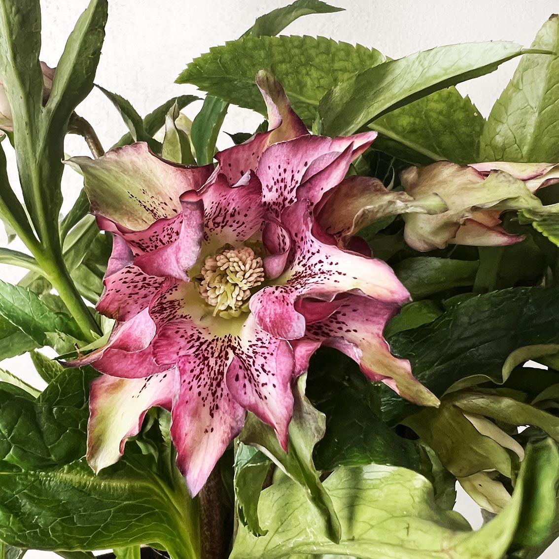 Helleborus orientalis Hello Amber (Helleboro)