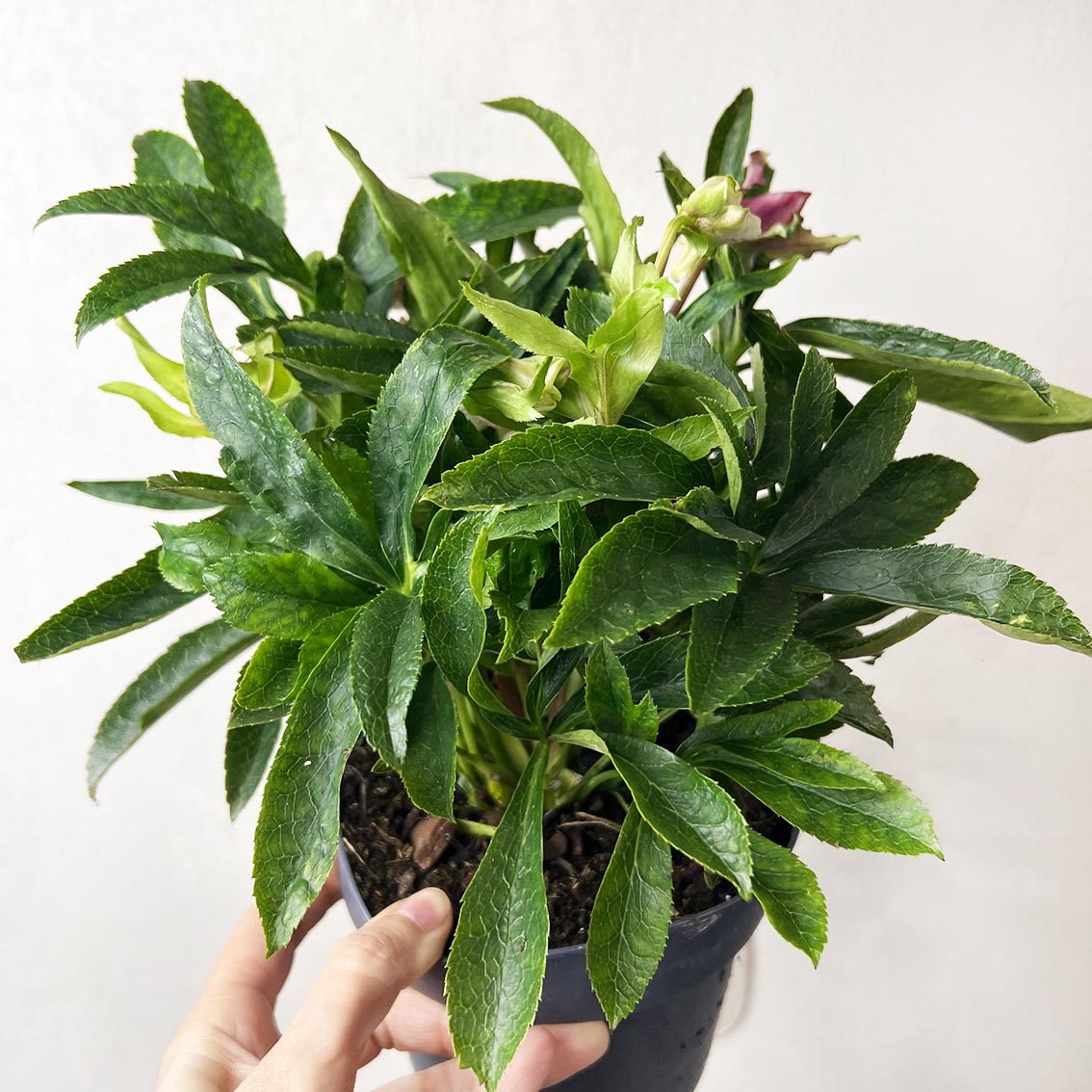 Helleborus orientalis Hello Amber (Helleboro)