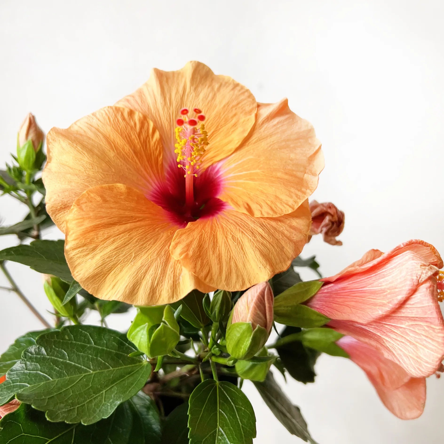 Hibiscus Rosa Sinensis