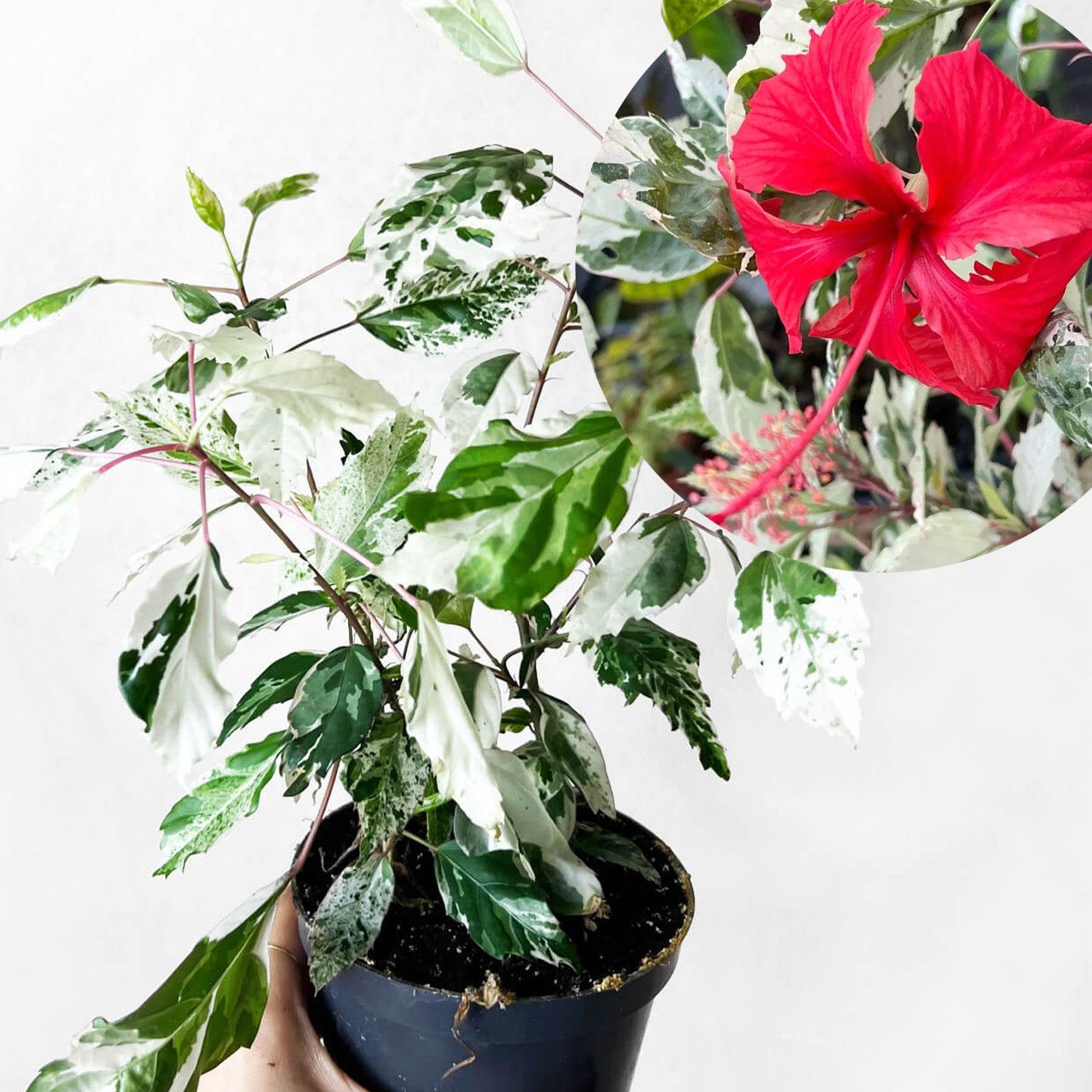 Hibiscus Rosa Sinensis Variegata