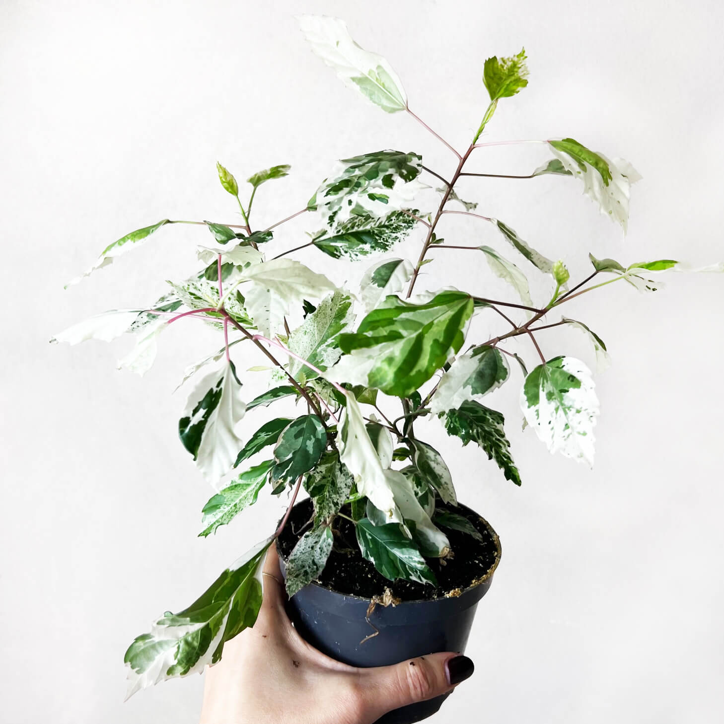 Hibiscus Rosa Sinensis Variegata