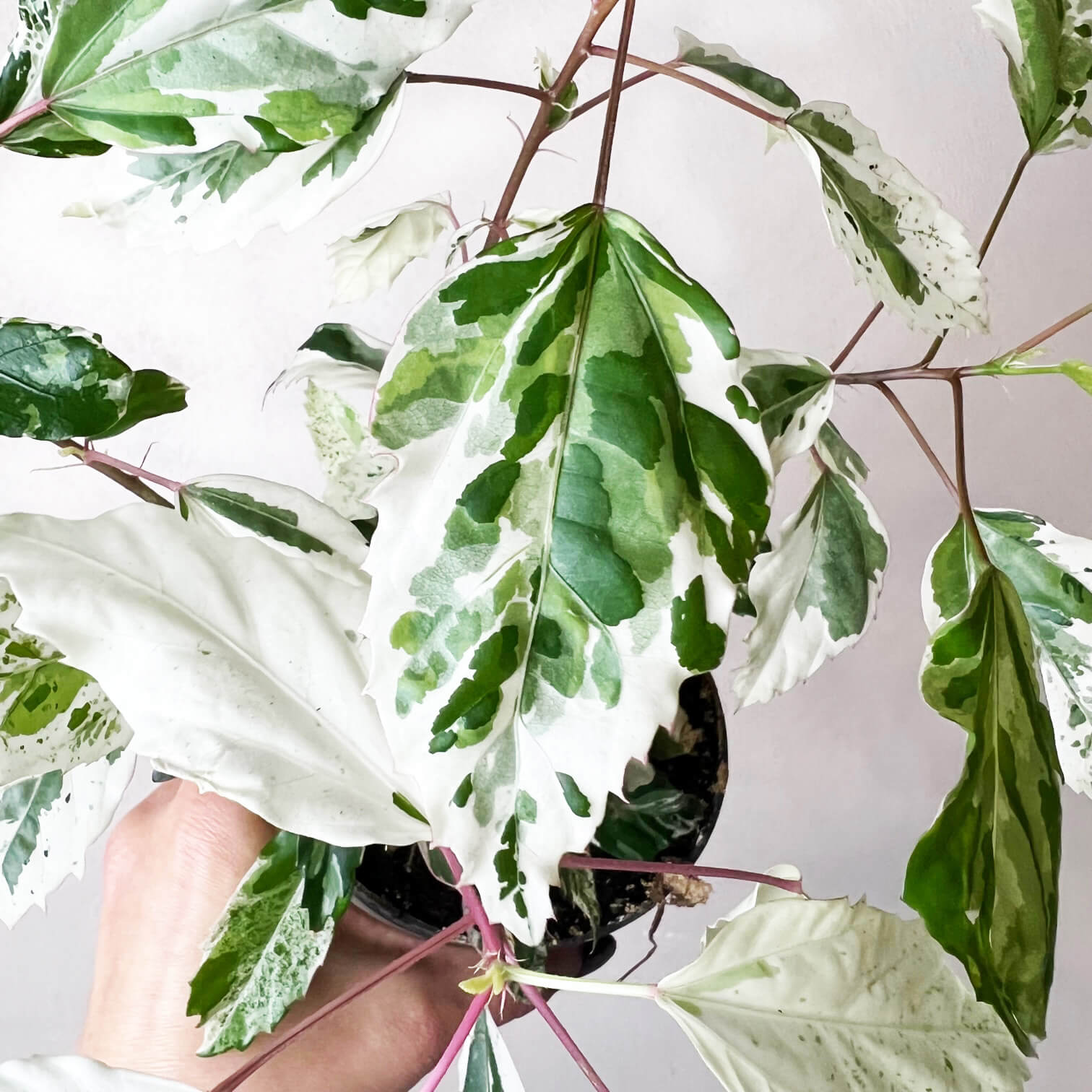 Hibiscus Rosa Sinensis Variegata