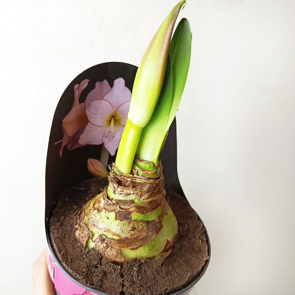Hippeastrum Picotee