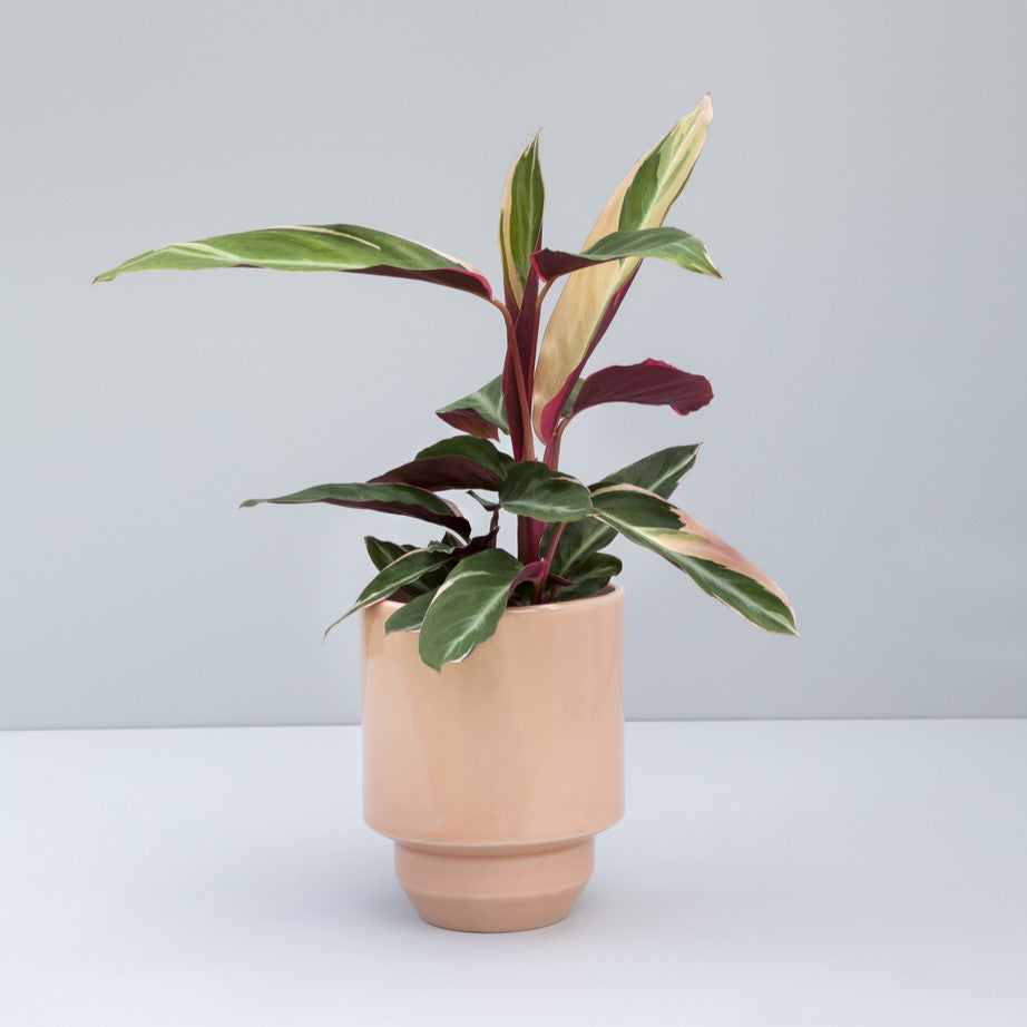 Vaso Hoff in terracotta smaltata /quartz rose