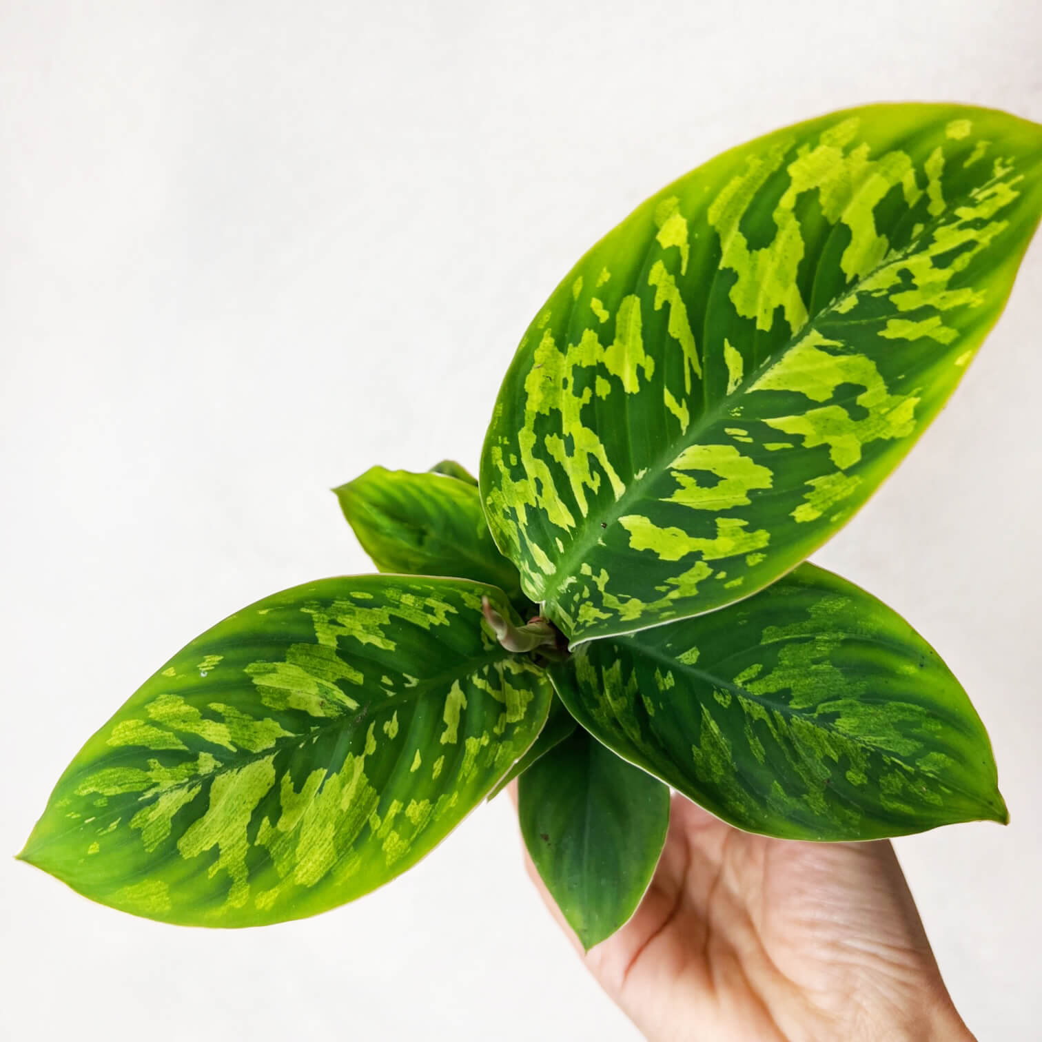 Mini Homalomena wallisii 'Camouflage'